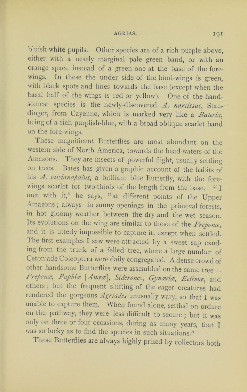 AGRIAS. bluish-white pupils. Other species are of a rich purple above, either with a nearly marginal pale green band, or with an orange space instead of a green one at the base of the fore- wings. In these the under side of the hind-wings is green, with black spots and lines towards the base (except when the basal half of the wings is red or yellow). One of the hand- somest species is the newly-discovered A. narcissus, Stau- dinger, from Cayenne, which is marked very like a Baiesia, being of a rich purplish-blue, with a broad oblique scarlet band on the fore-wine's. These magnificent Butterflies are most abundant on the western side of North America, towards the head-waters of the Amazons. They are insects of powerful flight, usually settling on trees. Bales has given a graphic account of the habits of his A. sardanapalus, a brilliant blue Butterfly, with the fore- wings scarlet for two-thirds of the length from the base. I met with it,” he says, “at different points of the Upper Amazons; always in sunny openings in the primeval forests, in hot gloomy weather between the dry and the wet season. Its evolutions on the wing are similar to those of the Preponce, and it is utterly impossible to capture it, except when settled. The first examples I saw were attracted by a sweet sap exud- ing from the trunk of a felled tree, where a large number of Cetoniade Coleoptera were daily congregated. A dense crowd of other handsome Butterflies were assembled on the same tree Preponce, Paphice ^Ancecs^, Siderones, Gyncecice, Pctinice, and others ; but the frequent shifting of the eager creatures had rendered the gorgeous Agriadcs unusually wary, so that I was unable to capture them. When found alone, settled on ordure on the pathway, they were less difficult to secure; but it was only on three or four occasions, during as many years, that I was so lucky as to find the species in such situations.” These Butterflies are always highly prized by collectors both
