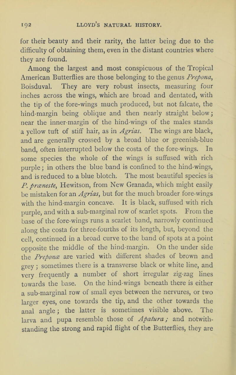 for their beauty and their rarity, the latter being due to the difficulty of obtaining them, even in the distant countries where they are found. Among the largest and most conspicuous of the Tropical American Butterflies are those belonging to the genus Prepo7ia^ Boisduval. They are very robust insects, measuring four inches across the wings, which are broad and dentated, with the tip of the fore-wings much produced, but not falcate, the hind-margin being oblique and then nearly straight below; near the inner-margin of the hind-wings of the males stands a yellow tuft of stiff hair, as in Agrias. The wings are black, and are generally crossed by a broad blue or greenish-blue band, often interrupted below the costa of the fore-wings. In some species the whole of the wings is suffused with rich purple; in others the blue band is confined to the hind-wings, and is reduced to a blue blotch. The most beautiful species is P. prceneste, Hewitson, from New Granada, which might easily be mistaken for an Agrias, but for the much broader fore-wings with the hind-margin concave. It is black, suffused with rich purple, and with a sub-marginal row of scarlet spots. From the base of the fore-wings runs a scarlet band, narrowly continued along the costa for three-fourths of its length, but, beyond the cell, continued in a broad curve to the band of spots at a point opposite the middle of the hind-margin. On the under side the Preponcz are varied with different shades of brown and grey; sometimes there is a transverse black or white line, and very frequently a number of short irregular zig-zag lines towards the base. On the hind-wings beneath there is either a sub-marginal row of small eyes between the nervures, or two larger eyes, one towards the tip, and the other towards the anal angle; the latter is sometimes visible above. The larva and pupa resemble those of Apatura; and notwith- standing the strong and rapid flight of the Butterflies, they are