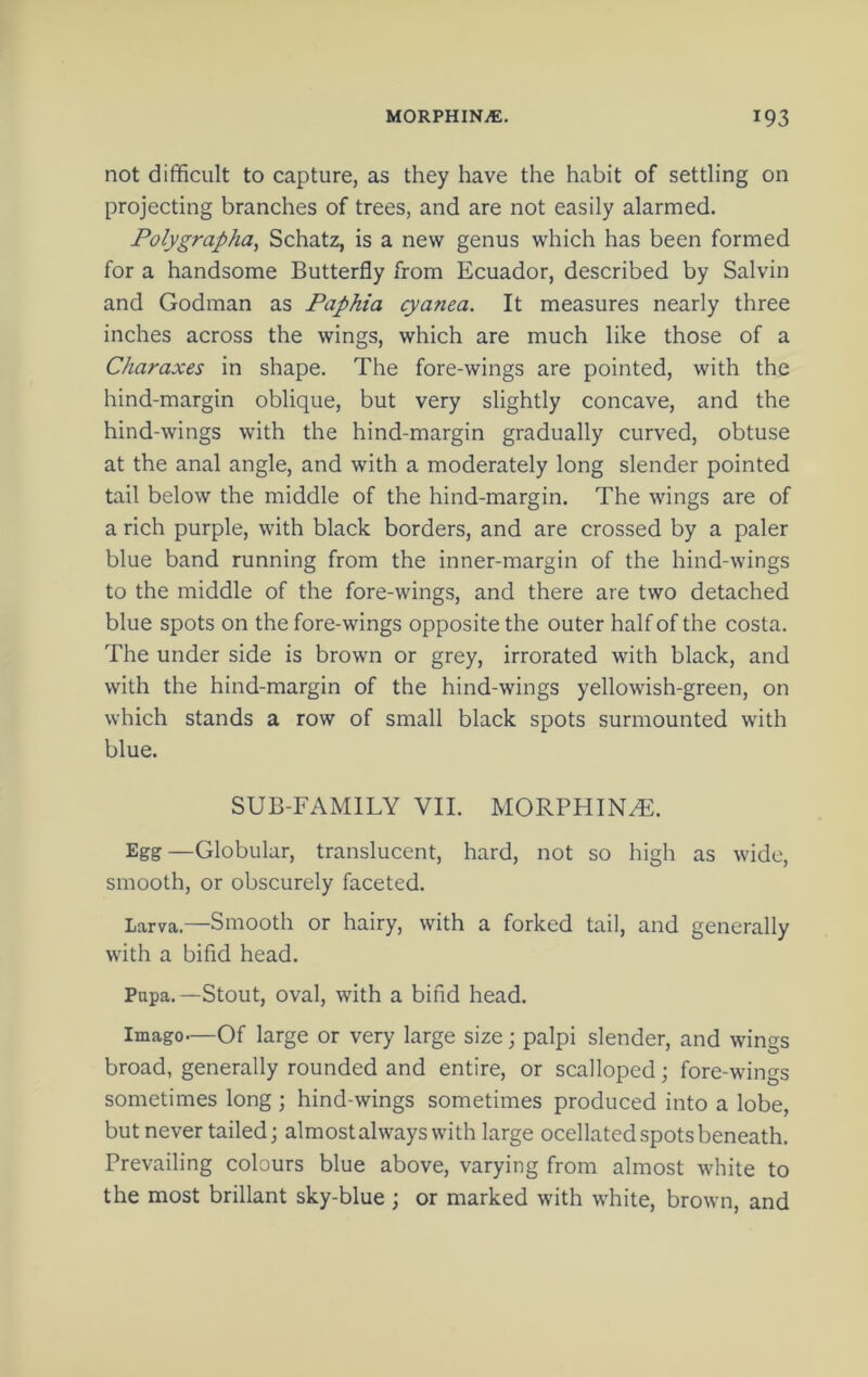 not difficult to capture, as they have the habit of settling on projecting branches of trees, and are not easily alarmed. Polygrapha, Schatz, is a new genus which has been formed for a handsome Butterfly from Ecuador, described by Salvin and Godman as Paphia cyanea. It measures nearly three inches across the wings, which are much like those of a Charaxes in shape. The fore-wings are pointed, with the hind-margin oblique, but very slightly concave, and the hind-wings with the hind-margin gradually curved, obtuse at the anal angle, and with a moderately long slender pointed tail below the middle of the hind-margin. The wings are of a rich purple, with black borders, and are crossed by a paler blue band running from the inner-margin of the hind-wings to the middle of the fore-wings, and there are two detached blue spots on the fore-wings opposite the outer half of the costa. The under side is brown or grey, irrorated with black, and with the hind-margin of the hind-wings yellowish-green, on which stands a row of small black spots surmounted with blue. SUB-FAMILY VII. MORPHINE. Egg—Globular, translucent, hard, not so high as wide, smooth, or obscurely faceted. Larva.—Smooth or hairy, with a forked tail, and generally with a bifid head. Papa.—Stout, oval, with a bind head. Imago—Of large or very large size; palpi slender, and wings broad, generally rounded and entire, or scalloped; fore-wings sometimes long ; hind-wings sometimes produced into a lobe, but never tailed; almostalways with large ocellated spots beneath. Prevailing colours blue above, varying from almost white to the most brillant sky-blue; or marked with white, brown, and