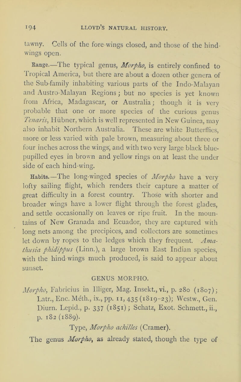 tawny. Cells of the fore-wings closed, and those of the hind- wings open. Range.—The typical genus, Morpho, is entirely confined to Tropical America, but there are about a dozen other genera of the Sub-family inhabiting various parts of the Indo-Malayan and Austro-Malayan Regions ; but no species is yet known from Africa, Madagascar, or Australia; though it is very probable that one or more species of the curious genus Tenaris, Hiibner, which is well represented in New Guinea, may also inhabit Northern Australia. These are white Ijutterflics, more or less varied with pale brown, measuring about three or four inches across the wings, and with two very large black bluc- pupilled eyes in brown and yellow rings on at least the under side of each hind-wing. Habits.—The long-winged species of Morpho have a very lofty sailing flight, which renders their capture a matter of great difficulty in a forest country. Those with shorter and broader wings have a lower flight through the forest glades, and settle occasionally on leaves or ripe fruit. In the moun- tains of New Granada and Ecuador, they are captured with long nets among the precipices, and collectors are sometimes let down by ropes to the ledges which they frequent. Ama- ihusia phidippus (Linn.), a large brown East Indian species, with the hind-wings much produced, is said to appear about sunset. GENUS MORPHO. Morpho, Fabricius in Illiger, Mag. Insekt., vi., p. 280 (1807); Latr., Enc. Meth., ix., pp. ii, 435 (1819-23); Westw., Gen. Diurn. Lepid., p. 337 (1851); Schatz, Exot. Schmett., ii., p. 182 (1889). Type, Morpho achilles (Cramer). The genus Morpho^ as already stated, though the type of