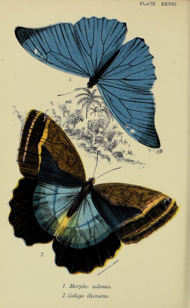 PLATE XXVII 1. Mor-pho ad^rvLs 2. Cahgo Uioneus