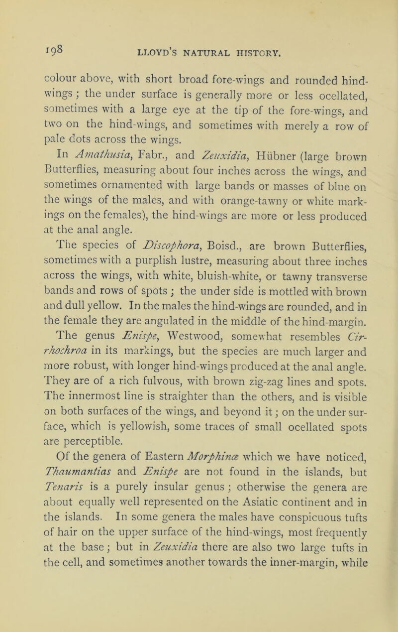 colour above, with short broad fore-wings and rounded hind- wings ; the under surface is generally more or less ocellated, sometimes with a large eye at the tip of the fore-wings, and two on the hind-wings, and sometimes with merely a row of pale dots across the wings. In Amathusia, Fabr., and Zeiixidia, Hiibner (large brown Butterflies, measuring about four inches across the wings, and sometimes ornamented with large bands or masses of blue on the wings of the males, and with orange-tawny or white mark- ings on the females), the hind-wings are more or less produced at the anal angle. The species of Discophora, Boisd., are brown Butterflies, sometimes with a purplish lustre, measuring about three inches across the wings, with white, bluish-white, or tawny transverse bands and rows of spots ; the under side is mottled with brown and dull yellow. In the males the hind-wings are rounded, and in the female they are angulated in the middle of the hind-margin. The genus Enispe, Westwood, somewhat resembles Cir- rhochroa in its markings, but the species are much larger and more robust, with longer hind-wings produced at the anal angle. They are of a rich fulvous, with brown zig-zag lines and spots. The innermost line is straighter than the others, and is visible on both surfaces of the wings, and beyond it; on the under sur- face, which is yellowish, some traces of small ocellated spots are perceptible. Of the genera of Eastern Morphituz which we have noticed, Thaumantias and Enispe are not found in the islands, but Tenaris is a purely insular genus ; otherwise the genera are about equally well represented on the Asiatic continent and in the islands. In some genera the males have conspicuous tufts of hair on the upper surface of the hind-wings, most frequently at the base; but in Zeuxidia there are also two large tufts in the cell, and sometimes another towards the inner-margin, while