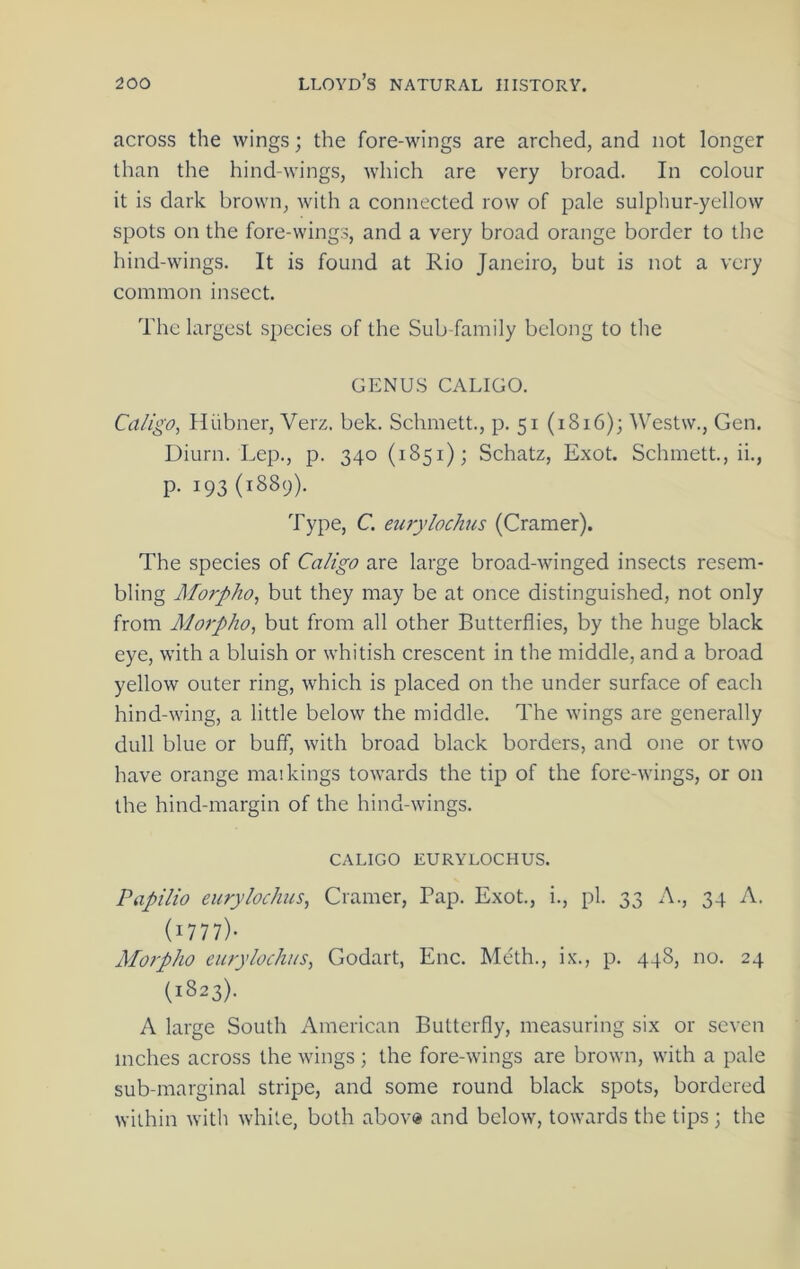 across the wings; the fore-wings are arched, and not longer than the hind-wings, which are very broad. In colour it is dark brown, with a connected row of pale sulphur-yellow spots on the fore-wings, and a very broad orange border to the hind-wings. It is found at Rio Janeiro, but is not a very common insect. The largest species of the Sub-family belong to the GENUS CALIGO. Caligo, Hiibner, Verz. bek. Schmett., p. 51 (1816); Westw., Gen. Diurn. Lep., p. 340 (1851); Schatz, Exot. Schmett., ii., p. 193 (1889). Type, C. eiirylochus (Cramer). The species of Caligo are large broad-winged insects resem- bling Morpho^ but they may be at once distinguished, not only from Aloipho^ but from all other Butterflies, by the huge black eye, with a bluish or whitish crescent in the middle, and a broad yellow outer ring, which is placed on the under surface of each hind-wing, a little below the middle. The wings are generally dull blue or buff, with broad black borders, and one or two have orange mai kings towards the tip of the fore-wings, or on the hind-margin of the hind-wings. caligo eurylochus. Papilio eurylochus^ Cramer, Pap. Exot., i., pi. 33 A., 34 A. (1777)- Morpho eurylochus, Godart, Enc. Meth., ix., p. 448, no. 24 (1823). A large South American Butterfly, measuring six or seven inches across the wings; the fore-wdngs are brown, with a pale sub-marginal stripe, and some round black spots, bordered within with while, both abov® and below, towards the tips; the