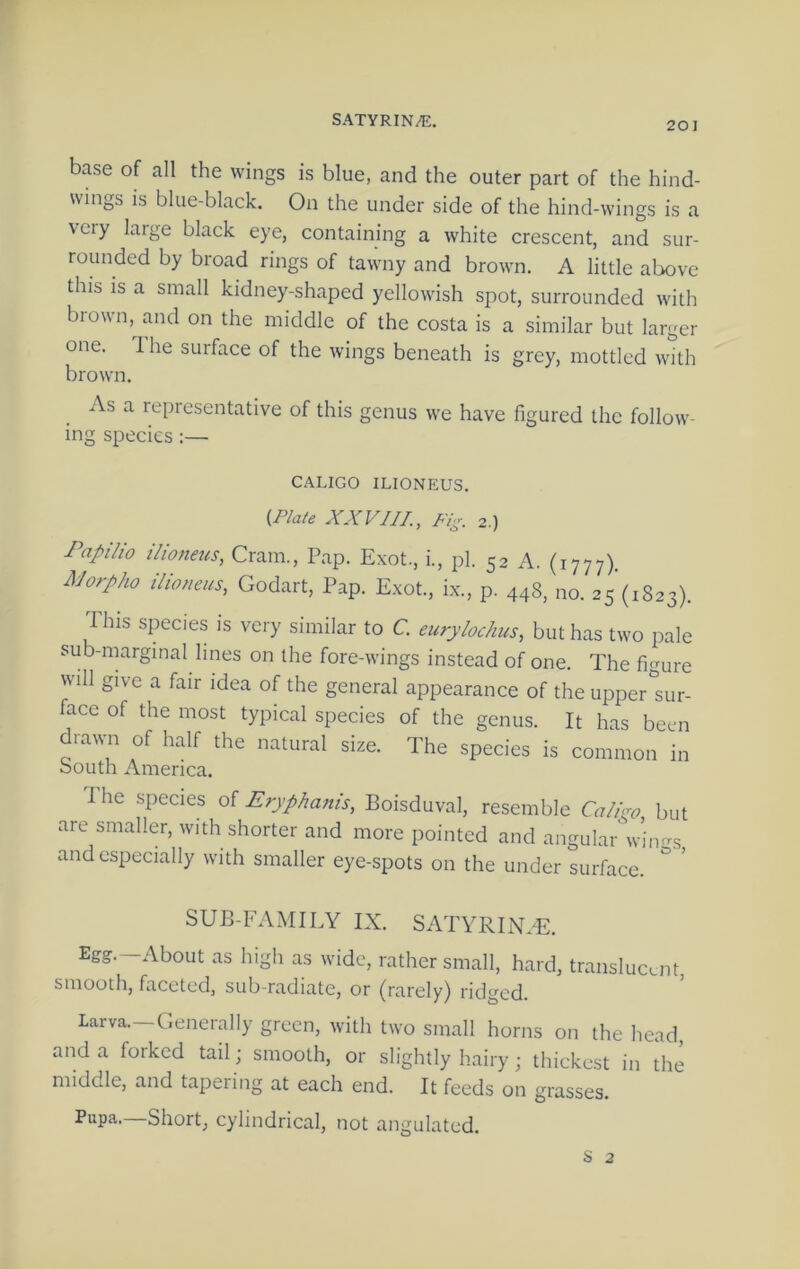 SATYRIN^. base of all the wings is blue, and the outer part of the hind- wings is blue-black. On the under side of the hind-wings is a veiy large black eye, containing a white crescent, and sur- rounded by broad rings of tawny and brown. A little above this is a small kidney-shaped yellowish spot, surrounded with brown, and on the middle of the costa is a similar but larger one. 1 he surface of the wings beneath is grey, mottled with brown. As a representative of this genus we have figured the follow- ing species :— CALICO ILIONEUS. {.Plate XXVIII., Fig. 2.) Papilio ilioneus, Cram., Pap. Exot., i., pi. 52 A. (1777). Morpho ilioneus, Godart, Pap. Exot., ix., p. 448, no. 25 (1823). This species is very similar to C. eurylochus, but has two pale sub-marginal lines on the fore-wings instead of one. The figure will give a fair idea of the general appearance of the upper sur- face of the most typical species of the genus. It has been diawn of half the natural size. The species is common in oouth America. I he species oi Eryphanis, Boisduval, resemble Ca/igo but are smaller, with shorter and more pointed and angular win-s and especially with smaller eye-spots on the under surface. ' SUB-FAMILY IX. SATYRIN.E. Egg.—About as high as wide, rather small, hard, translucent, smooth, faceted, sub-radiate, or (rarely) ridged. Larva.—Generally green, with two small horns on the head, and a forked tail; smooth, or slightly hairy; thickest in the middle, and tapering at each end. It feeds on grasses. Pupa. Short, cylindrical, not angulated.