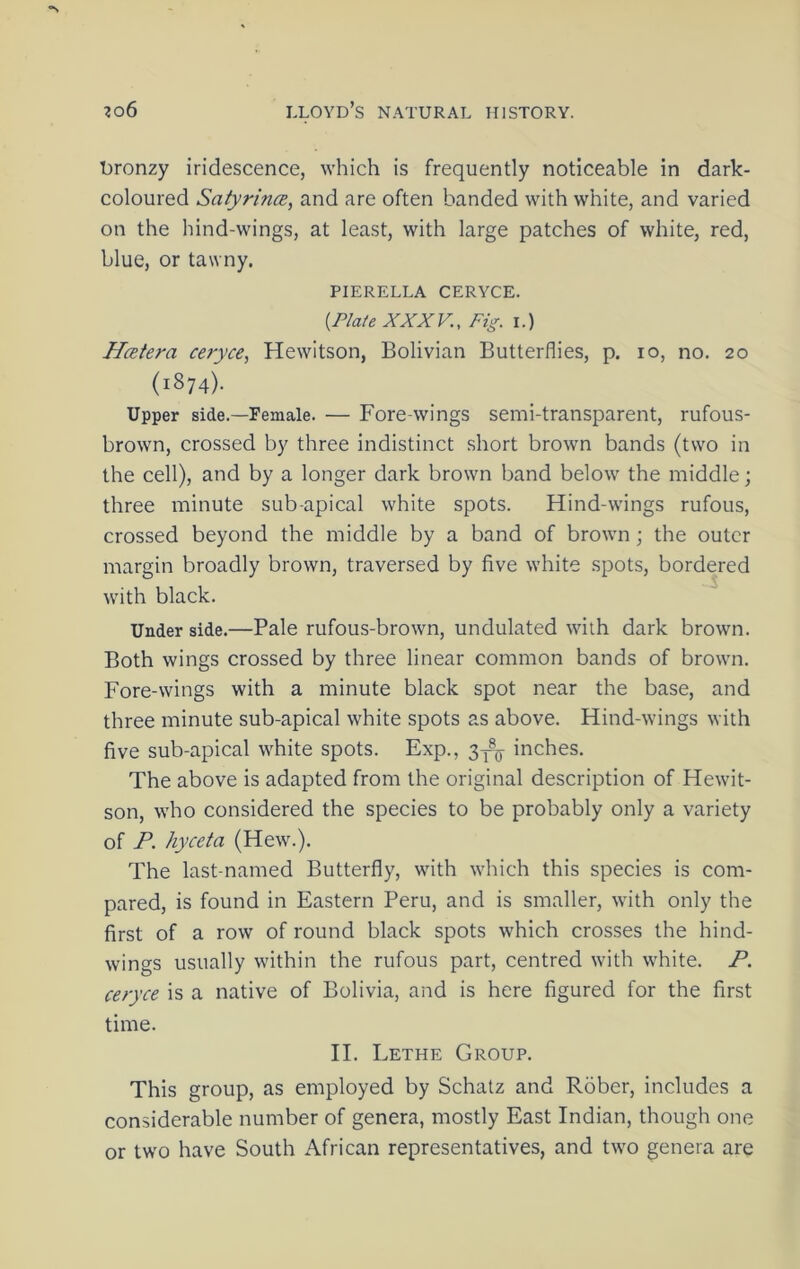 bronzy iridescence, which is frequently noticeable in dark- coloured SatyriruB, and are often banded with white, and varied on the hind-wings, at least, with large patches of white, red, blue, or tawny. pierella ceryce. {Plate XXXV., Fig. i.) Hcetera ceryce, Hewitson, Bolivian Butterflies, p. lo, no. 20 (1874). Upper side.—Female. — Fore-wings semi-transparent, rufous- brown, crossed by three indistinct short brown bands (two in the cell), and by a longer dark brown band below the middle; three minute sub-apical white spots. Hind-wings rufous, crossed beyond the middle by a band of brown; the outer margin broadly brown, traversed by five white spots, bordered with black. Under side.—Pale rufous-brown, undulated with dark brown. Both wings crossed by three linear common bands of brown. Fore-wings with a minute black spot near the base, and three minute sub-apical white spots as above. Hind-wings with five sub-apical white spots. Exp., 3^ inches. The above is adapted from the original description of Hewit- son, who considered the species to be probably only a variety of P. hyceta (Hew.). The last-named Butterfly, with which this species is com- pared, is found in Eastern Peru, and is smaller, with only the first of a row of round black spots which crosses the hind- wings usually within the rufous part, centred with white. P. ceryce is a native of Bolivia, and is here figured for the first time. II. I ^ETHE Group. This group, as employed by Schatz and Rober, includes a considerable number of genera, mostly East Indian, though one or two have South African representatives, and two genera are