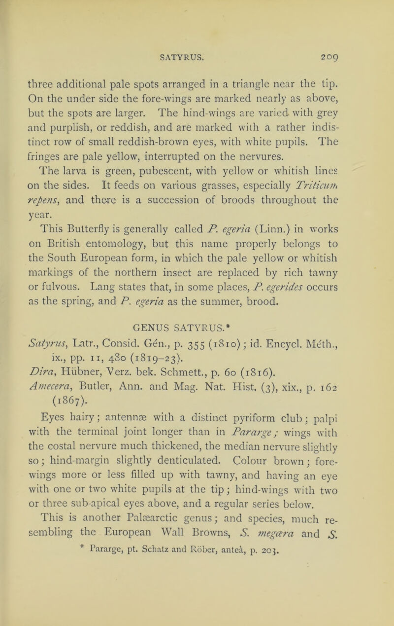 three additional pale spots arranged in a triangle near the tip. On the under side the fore-wings are marked nearly as above, but the spots are larger. The hind-wings are varieci with grey and purplish, or reddish, and are marked with a rather indis- tinct row of small reddish-brown eyes, with white pupils. The fringes are pale yellow, interrupted on the nervures. The larva is green, pubescent, with yellow or whitish lines on the sides. It feeds on various grasses, especially Tritiaun repens, and the-re is a succession of broods throughout the year. This Butterfly is generally called P. egeria (Linn.) in works on British entomology, but this name properly belongs to the South European form, in which the pale yellow or whitish markings of the northern insect are replaced by rich tawny or fulvous. Lang states that, in some places, P. egerides occurs as the spring, and P. egeria as the summer, brood. GENUS .SATYRUS.* Saiyrus, Latr., Consid. Gen., p. 355 (1810); id. Encycl. MtTi., ix., pp. II, 480 (1819-23). Dira, Hiibner, Verz. bek. Schmett., p. 60 (1S16). Amecera, Butler, Ann. and Mag. Nat. Hist. (3), xix., p. 162 (1867). Eyes hairy; antennce with a distinct pyriform club; palpi with the terminal joint longer than in Pararge; wings with the costal nervure much thickened, the median nervure slightly so; hind-margin slightly denticulated. Colour brown; fore- wings more or less filled up with tawny, and having an eye with one or two white pupils at the tip; hind-wings with two or three sub-apical eyes above, and a regular series below. This is another Palcearctic genus; and species, much re- sembling the European Wall Browns, A. 7negcera and S. * Pararge, pt. Schatz and Rdbcr, antea, p. 20p