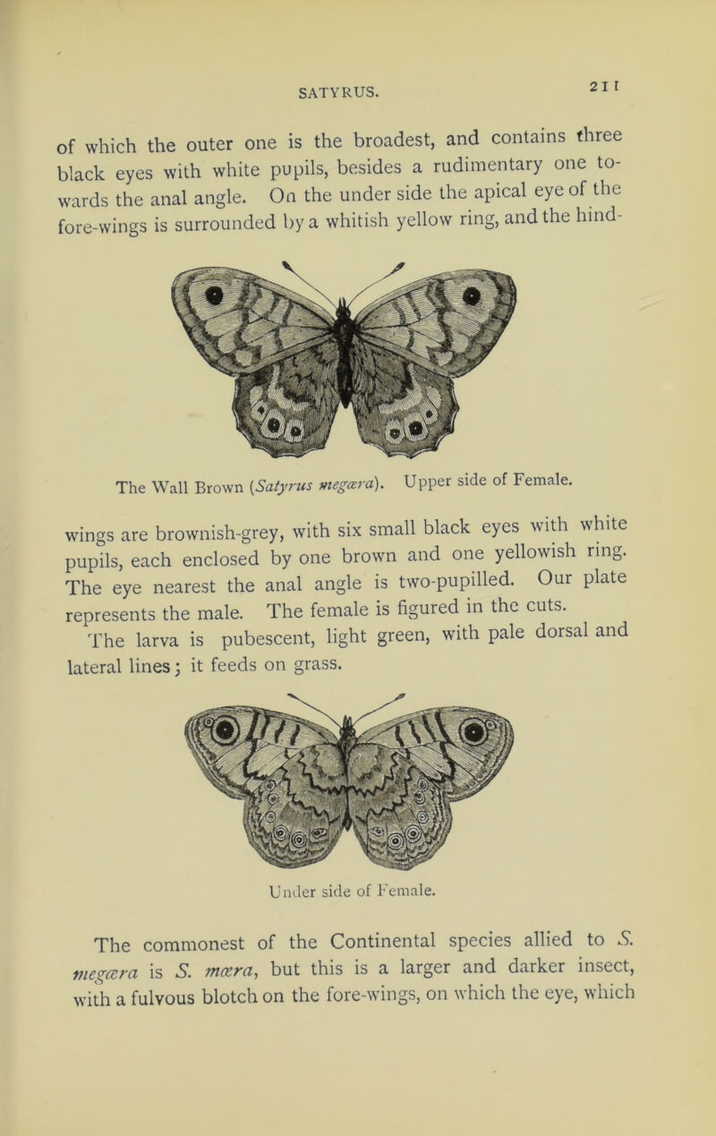 of which the outer one is the broadest, and contains three black eyes with white pupils, besides a rudimentary one to- wards the anal angle. On the under side the apical eye of the fore-wings is surrounded by a whitish yellow ring, and the hind- The Wall Brown (Saiyrus megara). Upper side of Female. wings are brownish-grey, with six small black eyes ^vith white pupils, each enclosed by one brown and one yellowish ring. The eye nearest the anal angle is two-pupilled. Our plate represents the male. The female is figured in the cuts. The larva is pubescent, light green, with pale dorsal and lateral lines; it feeds on grass. Under side of Female. The commonest of the Continental species allied to S. megcEra is S. mcera, but this is a larger and darker insect, with a fulvous blotch on the fore-wings, on which the eye, which