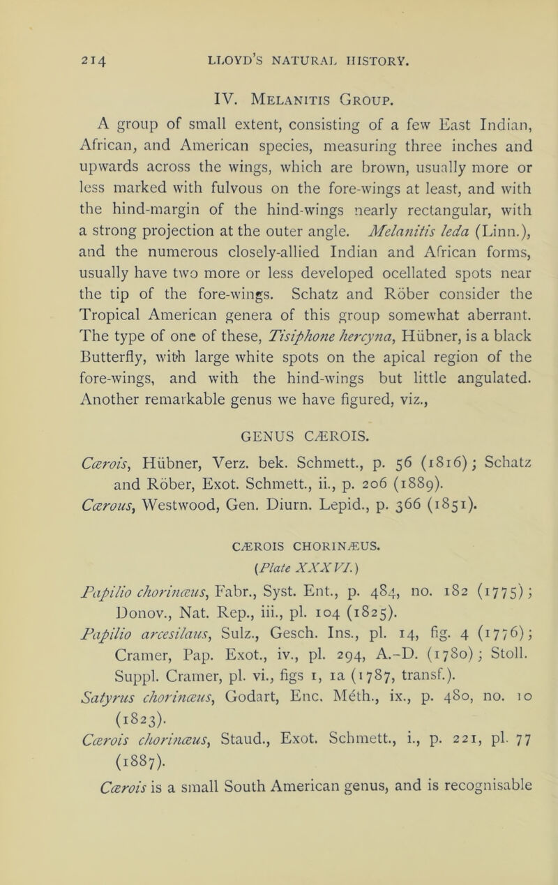 IV. Melanitis Group. A group of small extent, consisting of a few East Indian, African, and American species, measuring three inches and upwards across the wings, which are brown, usually more or less marked with fulvous on the fore-wings at least, and with the hind-margin of the hind-wings nearly rectangular, with a strong projection at the outer angle. Melanitis leda (Linn.), and the numerous closely-allied Indian and African forms, usually have two more or less developed ocellated spots near the tip of the fore-wings. Schatz and Rober consider the Tropical American genera of this group somewhat aberrant. The type of one of these, Tisipho7ie hercyiia, Hiibner, is a black Butterfly, wit?h large white spots on the apical region of the fore-wings, and with the hind-wings but little angulated. Another remarkable genus we have figured, viz., GENUS C^ROIS. Ccerois, Hiibner, Verz. bek. Schmett., p. 56 (1816); Schatz and Rober, Exot. Schmett., ii., p. 206 (1889). Ccerous, Westwood, Gen. Diurn. Lepid., p. 566 (1851). C^ROIS CH0R1N^.US. (Plate XXXVI.) Fabr., Syst. Ent., p. 484, no. 182 (1775); Donov., Nat. Rep., iii., pi. 104 (1825). Fapilio arcesilaus, Sulz., Gesch. Ins., pi. 14, fig. 4 (1776); Cramer, Pap. Exot., iv., pi. 294, A.-D. (1780); Stoll. Suppl. Cramer, pi. vi., figs r, la (1787, transf.). Satyrus chorinceus, Godart, Enc. Meth., ix., p. 480, no. 10 (1823). CcErois chorinceus, Staud., Exot. Schmett., i., p. 221, pi. 77 (1887). Cmrois is a small South American genus, and is recognisable