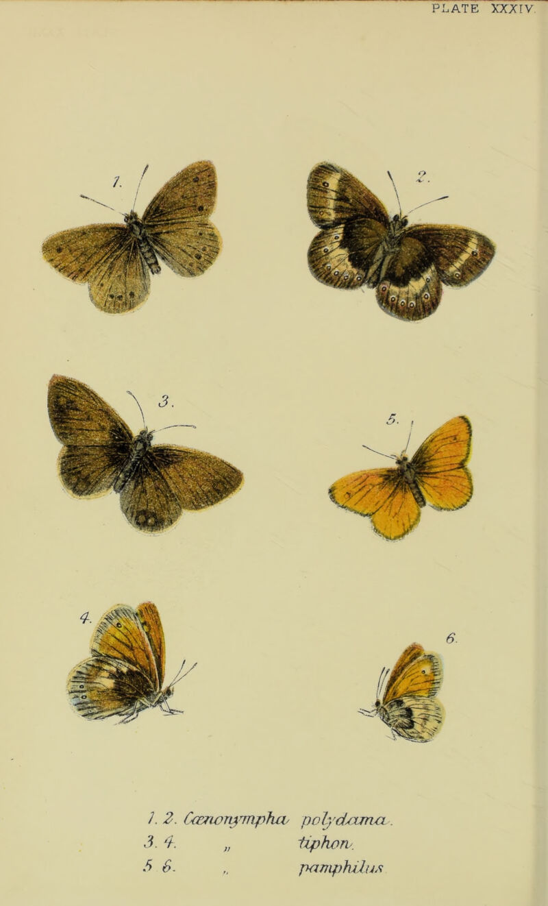 PLATE XXXrV. /. 2. C^iort^inphcv pol^'d/ima . 2. y. iiphow S. „ pamphilus