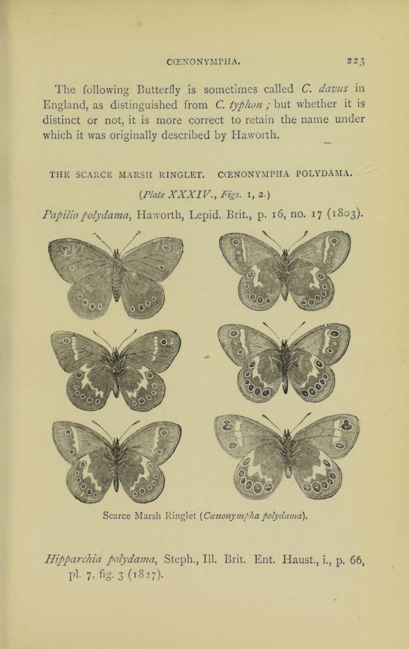 The following Butterfly is sometimes called C. davus in England, as distinguished from C. typhoii ; but whether it is distinct or not, it is more correct to retain the name under which it w'as originally described by Haworth. THE SCARCE MARSH RINGLET. CCENONYxMPHA POLYDAMA. {Plate XXXIV., Figs. 1,2.) Papilio I'olydatna, Haworth, Lepid. Brit., p. 16, no. 17 (1803). Scarce Marsh Ringlet {Cccnonymphapolydama). Hipparchia polydama, Steph., 111. Brit. Ent. Haust., i., p. 66, pi. 7, fig. 3 (1827).