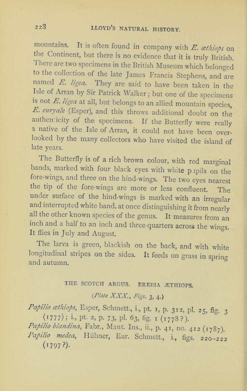 22$ moimtains. It is often found in company with E. athiops on the Continent, but there is no evidence that it is truly British. 1 heieaie two specimens in the British Museum which belonged to the collection of the late James Francis Stephen,s, and are named E. hgea. They are said to have been taken in the Isle of Arran by Sir Patrick Walker; but one of the specimens is not E. ligea at all, but belongs to an allied mountain species, E. e:iryale (Esper), and this throws additional doubt on the authen-icity of the specimens. If the Butterfly were really a native of the Isle of Arran, it could not have been over- looked by the many collectors who have visited the island of late years. The Butterfly is of a rich brown colour, with red marginal bands, marked with four black eyes with white p.ipils on the fore-wings, and three on the hind-wings. The two eyes nearest the tip of the fore-wings are more or less confluent. The under surface of the hind-wings is marked with an irregular and interrupted white band, at once distinguishing it from nearly all the other known species of the genus. It measures from an inch and a half to an inch and three-quarters across the wind's. It flies in July and August. The larva is green, blackish on the back, and with white longitudinal stripes on the sides. It feeds on grass in sprint and autumn. ^ THE SCOTCH ARGUS. ERERIA ^THIOPS. {Plate XJCJC., Pigs. 3, 4.) Papilio ccthiops, Esper, Schmett., i., pt. i, p. 312, pi. 25, fig. 3 (1777); i-, Pt. 2, p. 73, pi. 63, fig. I (1778?). Papilio bhmdina, Fabr., Mant. Ins., ii., p. 41, no. 412 (1787). Papilio medea, Hiibner, Eur. Schmett., i., figs. 220-222 (1797?).