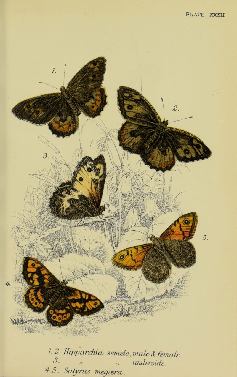 PLATE X30II r i. Hipparrhi/L senuele,mah & ferruiLf o •' -> und^r^uU' d.5. Satyrjh'i meycF^a.