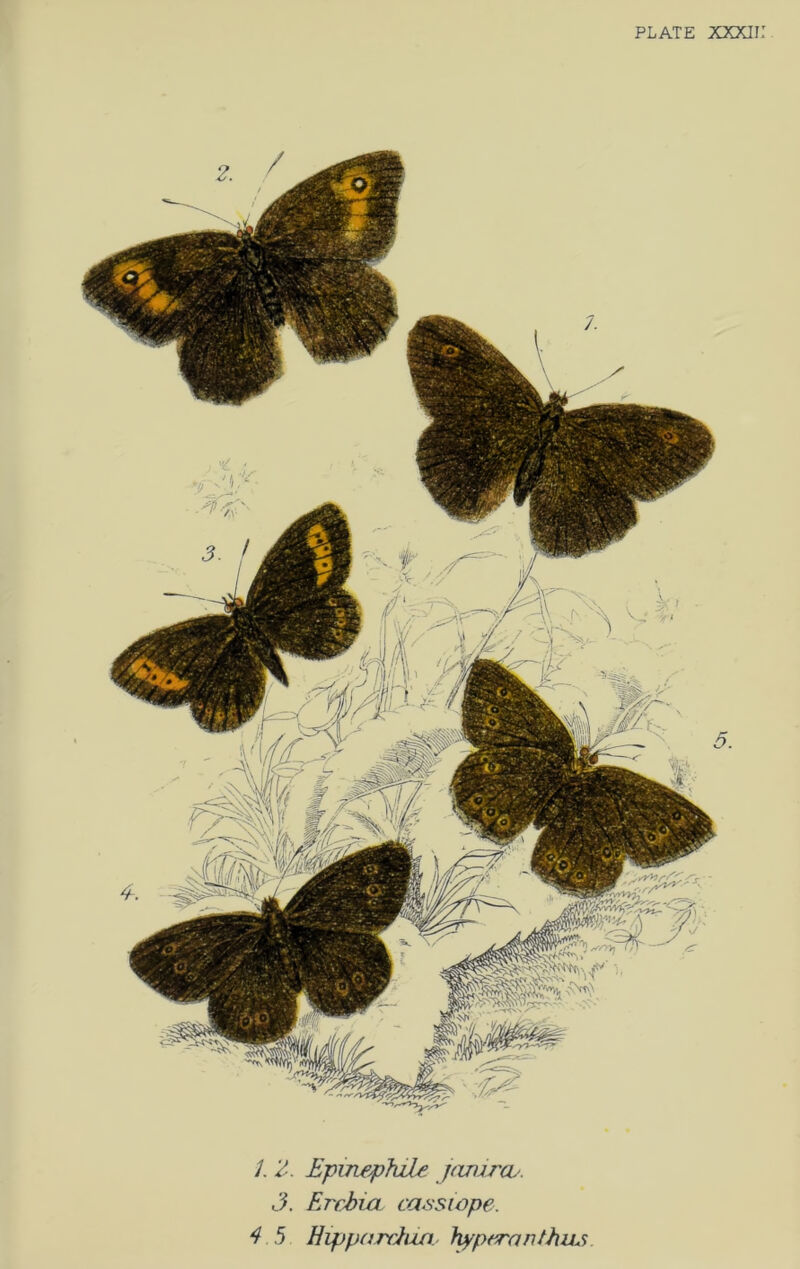 3. ErchicL casswpe. 4.5 Hippardim. f^ptranthiis