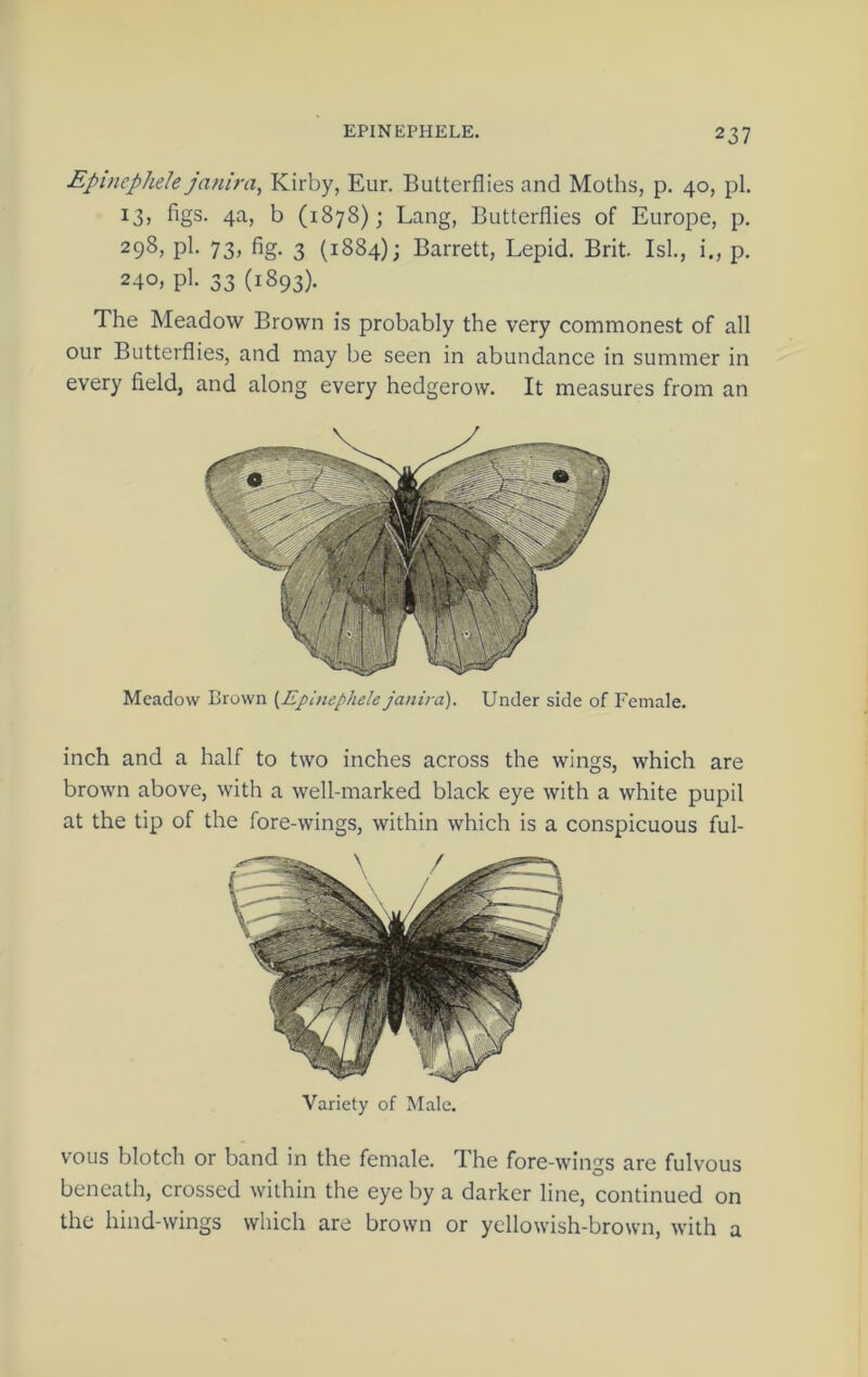 Epinepheh janira, Kirby, Eur. Butterflies and Moths, p, 40, pi. figs- b (1878); Lang, Butterflies of Europe, p. 29^> pfi 73j fig- 3 (1S84); Barrett, Lepid. Brit. Isl., i., p. 240, pi- 33 (1893). The Meadow Brown is probably the very commonest of all our Butterflies, and may be seen in abundance in summer in every field, and along every hedgerow. It measures from an Meadow Brown [Ej)lnephe!e janira). Under side of Female. inch and a half to two inches across the wings, which are brown above, with a well-marked black eye with a white pupil at the tip of the fore-wings, within which is a conspicuous ful- vous blotch or band in the female. The fore-wings are fulvous beneath, crossed within the eye by a darker line, continued on the hind-wings which are brown or yellowish-brown, with a Variety of Male,
