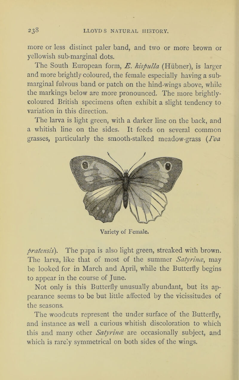 more or less distinct paler band, and two or more brown or yellowish sub-marginal dots. The South European form, E. hispulla (Hiibner), is larger and more brightly coloured, the female especially having a sub- marginal fulvous band or patch on the hind-wings above, while the markings below are more pronounced. The more brightly- coloured British specimens often exhibit a slight tendency to variation in this direction. The larva is light green, with a darker line on the back, and a whitish line on the sides. It feeds on several common grasses, particularly the smooth-stalked meadow-grass i^Foa Variety of Female. pratensis). The pupa is also light green, streaked with brown. The larva, like that of most of the summer Satyrmce, may be looked for in March and April, while the Butterfly begins to appear in the course of June. Not only is this Butterfly unusually abundant, but its ap- pearance seems to be but little affected by the vicissitudes of the seasons. The woodcuts represent the under surface of the Butterfly, and instance as well a curious whitish discoloration to which this and many other Satyrma are occasionally subject, and which is rarely symmetrical on both sides of the wings.