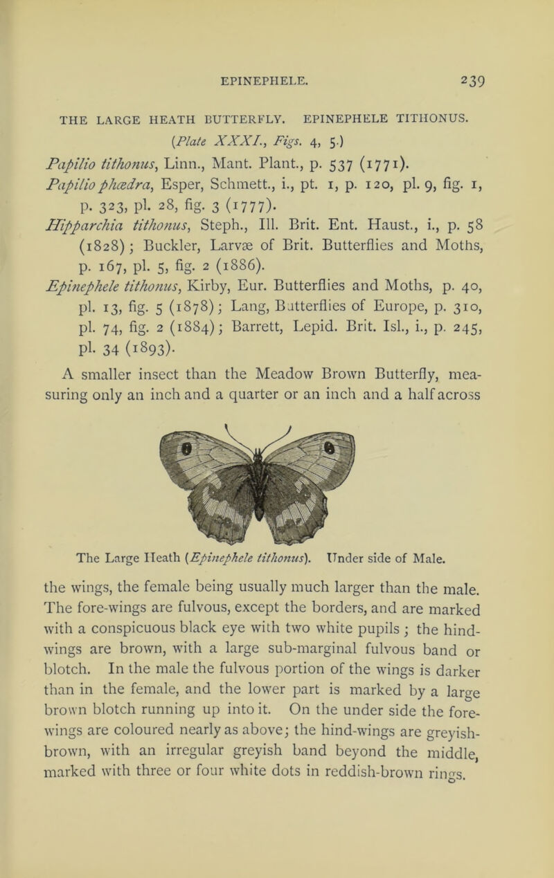 THE LARGE HEATH BUTTERFLY. EPINEPHELE TITHONUS. {Plate XXXI., Figs. 4, 5.) Papilio tithonus, Linn., Mant. Plant., p. 537 (1771). Papilioph(zdra, Esper, Schmett., i., pt. i, p. 120, pi. 9, fig. i, p. 323, pi. 28, fig. 3 (1777). Hipparchia tithonus, Steph., 111. Brit. Ent. Haust., i., p. 58 (1828); Buckler, Larvae of Brit. Butterflies and Moths, p. 167, pi. 5, fig. 2 (1886). Epbiephele tithonus, Kirby, Eur. Butterflies and Moths, p. 40, pi. 13, fig. 5 (1878); Lang, Butterflies of Europe, p. 310, pi. 74, fig. 2 (1884); Barrett, Lepid. Brit. Isl., i., p. 245, pi. 34 (1893). A smaller insect than the Meadow Brown Butterfly, mea- suring only an inch and a quarter or an inch and a half across The Large Heath {Epinephele tithonus). Under side of Male. the wings, the female being usually much larger than the male. The fore-wings are fulvous, except the borders, and are marked with a conspicuous black eye with two white pupils ; the hind- wings are brown, with a large sub-marginal fulvous band or blotch. In the male the fulvous portion of the wings is darker than in the female, and the lower part is marked by a large brown blotch running up into it. On the under side the fore- wings are coloured nearly as above; the hind-wings are greyish- brown, with an irregular greyish band beyond the middle, marked with three or four white dots in reddish-brown rings.
