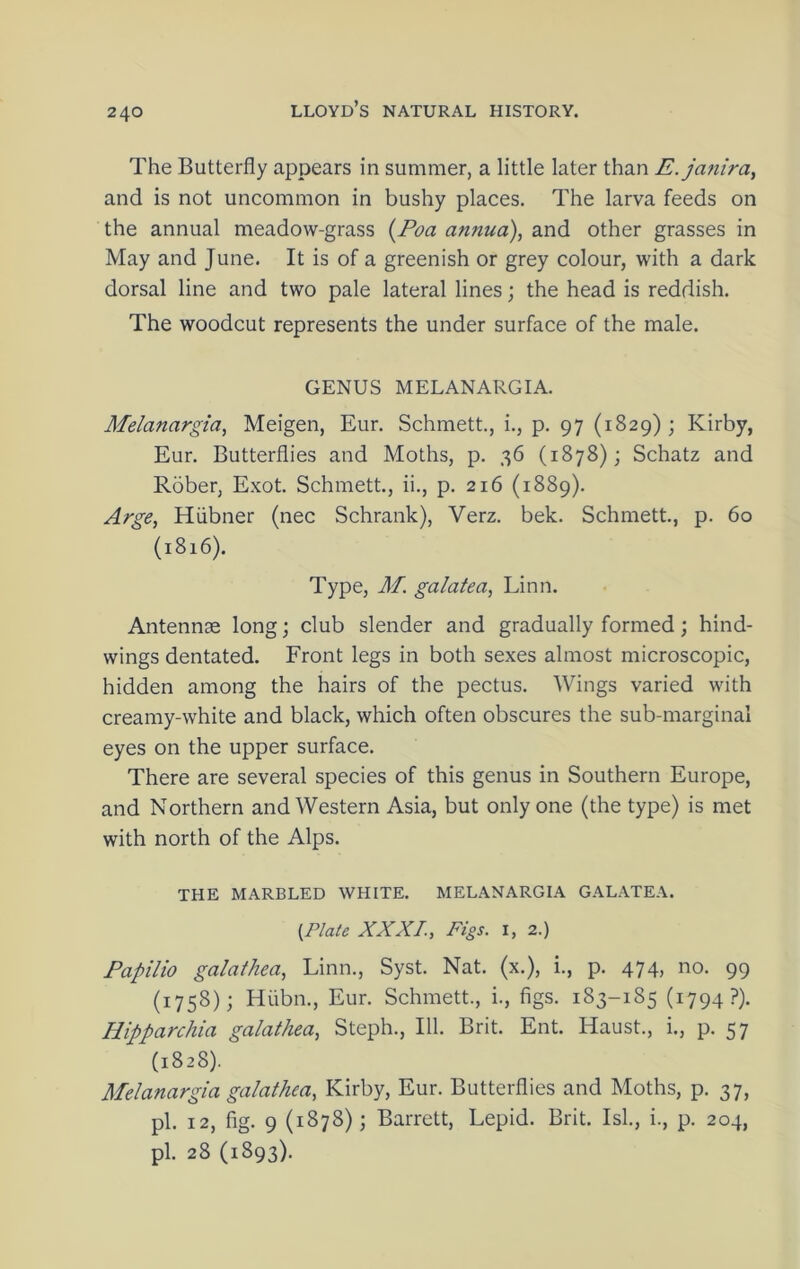The Butterfly appears in summer, a little later than E.janira, and is not uncommon in bushy places. The larva feeds on the annual meadow-grass {Foa annua), and other grasses in May and June. It is of a greenish or grey colour, with a dark dorsal line and two pale lateral lines; the head is reddish. The woodcut represents the under surface of the male. GENUS MELANARGIA. Melanargia, Meigen, Eur. Schmett., i., p. 97 (1829); Kirby, Eur. Butterflies and Moths, p. 36 (1878); Schatz and Rober, Exot. Schmett., ii., p. 216 (1889). Arge, Hiibner (nec Schrank), Verz. bek. Schmett., p. 60 (i8i6). Type, M. galatea, Linn. Antennae long; club slender and gradually formed; hind- wings dentated. Front legs in both sexes almost microscopic, hidden among the hairs of the pectus. Wings varied with creamy-white and black, which often obscures the sub-marginal eyes on the upper surface. There are several species of this genus in Southern Europe, and Northern and Western Asia, but only one (the type) is met with north of the Alps. THE MARBLED WHITE. MELANARGIA GALATEA. {Plate XXXI., Pigs. I, 2.) Papilio galathea, Linn., Syst. Nat. (x.), i., p. 474, no. 99 (1758); Hiibn., Eur. Schmett., i., figs. 183-185 (1794?). Hipparchia galathea, Steph., 111. Brit. Ent. Haust., i., p. 57 (1828). Melanargia galathea, Kirby, Eur. Butterflies and Moths, p. 37, pi. 12, fig. 9 (1878); Barrett, Lepid. Brit. Isl., i., p. 204, pi. 28 (1893).