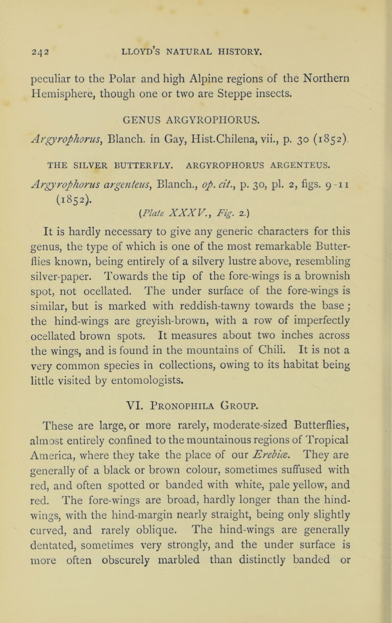 peculiar to the Polar and high Alpine regions of the Northern Hemisphere, though one or two are Steppe insects. GENUS ARGYROPHORUS. Argyrophorus^ Blanch, in Gay, Hist.Chilena, vii., p. 30 (1852). THE silver butterfly. ARGYROPHORUS ARGENTEUS. Argyrophorus argefiietis, Blanch., op. cit., p. 30, pi. 2, figs. 9-11 (1852). {Plate XXXV., Fig. 2.) It is hardly necessary to give any generic characters for this genus, the type of which is one of the most remarkable Butter- flies known, being entirely of a silvery lustre above, resembling silver-paper. Towards the tip of the fore-wings is a brownish spot, not ocellated. The under surface of the fore-wings is similar, but is marked with reddish-tawny towards the base; the hind-wings are greyish-brown, with a row of imperfectly ocellated brown spots. It measures about two inches across the wings, and is found in the mountains of Chili. It is not a very common species in collections, owing to its habitat being little visited by entomologists. VI. Pronophila Group. d'hese are large, or more rarely, moderate-sized Butterflies, almost entirely confined to the mountainous regions of Tropical America, where they take the place of our Erebiee. They are generally of a black or brown colour, sometimes suffused with red, and often spotted or banded with white, pale yellow, and red. The fore-wings are broad, hardly longer than the hind- wings, with the hind-margin nearly straight, being only slightly curved, and rarely oblique. The hind-wings are generally dentated, sometimes very strongly, and the under surface is more often obscurely marbled than distinctly banded or