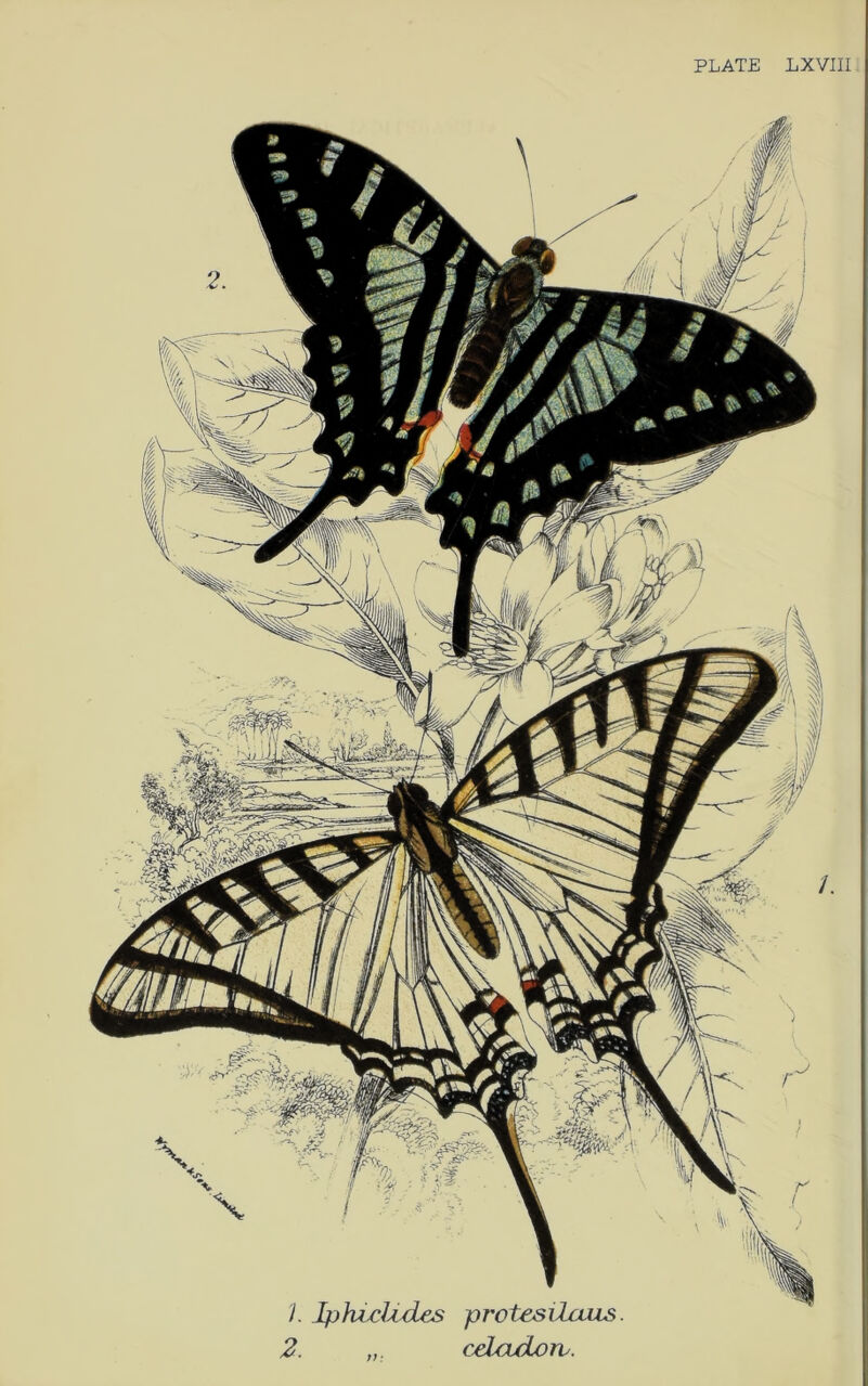 I. IphixUdes protesilaus. 2. celadoiv. PLATE LXVIII