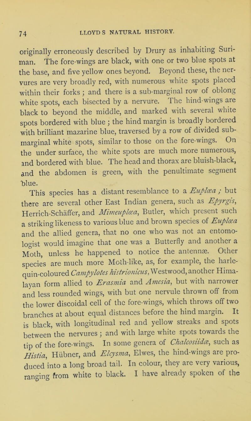 originally erroneously described by Drury as inhabiting Suri- man. The fore-wings are black, with one or two blue spots at the base, and five yellow ones beyond. Beyond these, the ner- vures are very broadly red, with numerous white spots placed within their forks ; and there is a sub-marginal row of oblong white spots, each bisected by a nervure. The hind-wings are black to beyond the middle, and marked with several white spots bordered with blue ; the hind margin is broadly bordered with brilliant mazarine blue, traversed by a row of divided sub- marginal white spots, similar to those on the fore-wings. On the under surface, the white spots are much more numerous, and bordered with blue. The head and thorax are bluish-black, and the abdomen is green, with the penultimate segment blue. This species has a distant resemblance to a Euplcea ; but there are several other East Indian genera, such as Epyrgis, Herrich-Schaffer, and Mimeuploca, Butler, which present such a striking likeness to various blue and brown species of Euplaza and the allied genera, that no one who was not an entomo- logist would imagine that one was a Butterfly and another a Moth, unless he happened to notice the antennae. Other species are much more Moth-like, as, for example, the harle- quin-coloured Campylotes histrionicus, Westwood, another Hima- layan form allied to Evasmia and Awicsia, but with narrower and less rounded wings, with but one nervule thrown off from the lower discoidal cell of the fore-wings, which throws off two branches at about equal distances befoie the hind maigin. It is black, with longitudinal red and yellow streaks and spots between the nervures ; and with large white spots towards the tip of the fore-wings. In some genera of Chalcosuda, such as Eis/ia, Hiibner, and Elcysma, Elwes, the hind-wings are pro- duced'into a long broad tail. In colour, they are very various, ranging from white to black. I have already spoken of the