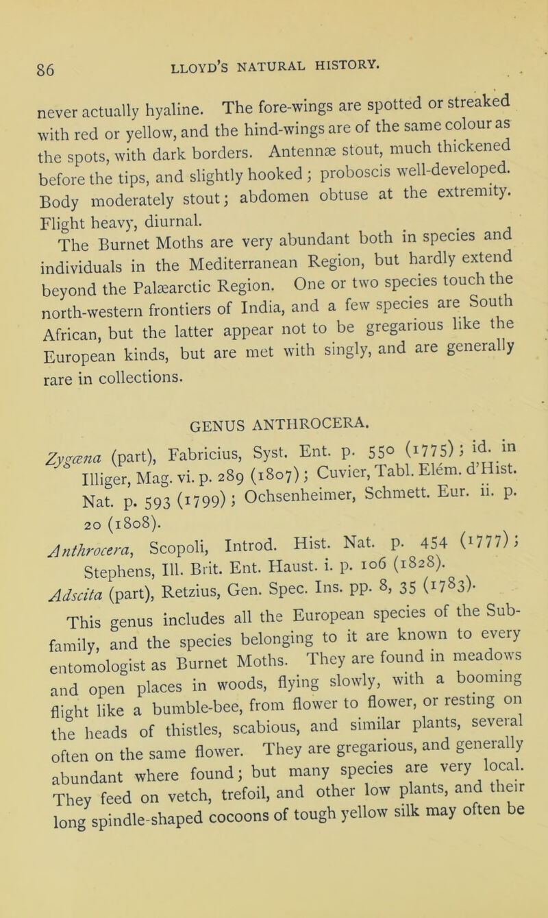 never actually hyaline. The fore-wings are spotted or streaked with red or yellow, and the hind-wings are of the same colour as the spots, with dark borders. Antennae stout, much thickened before the tips, and slightly hooked ; proboscis well-developed. Body moderately stout; abdomen obtuse at the extremity. Flight heavy, diurnal. # . The Burnet Moths are very abundant both in species and individuals in the Mediterranean Region, but hardly extend beyond the Palaearctic Region. One or two species touch the north-western frontiers of India, and a few species are South African, but the latter appear not to be gregarious like the European kinds, but are met with singly, and are genera y rare in collections. GENUS ANTHROCERA. Zygoma (part), Fabricius, Syst. Ent. p. 55° Illiger, Mag. vi. p. 289 (1807); Cuvier, Tabl. Elem. d Hist. Nat. p. 593 (i799)l Ochsenheimer, Schmett. Eur. 11. p. 20 (1808). Anthrocera, Scopoli, Introd. Hist. Nat. p. 454 (1777) Stephens, 111. Brit. Ent. Haust. i. p. 106 (1S2S) Adscita (part), Retzius, Gen. Spec. Ins. pp. 8, 35 (1783)- This genus includes all the European species of the Sub- family, and the species belonging to it are known to every entomologist as Burnet Moths. They are found in meadows and open places in woods, flying slowly, with a booming flight like a bumble-bee, from flower to flower, or resting on the heads of thistles, scabious, and similar plants, several often on the same flower. They are gregarious, and generally abundant where found; but many species are very local. They feed on vetch, trefoil, and other low plants, and their long spindle-shaped cocoons of tough yellow silk may often be