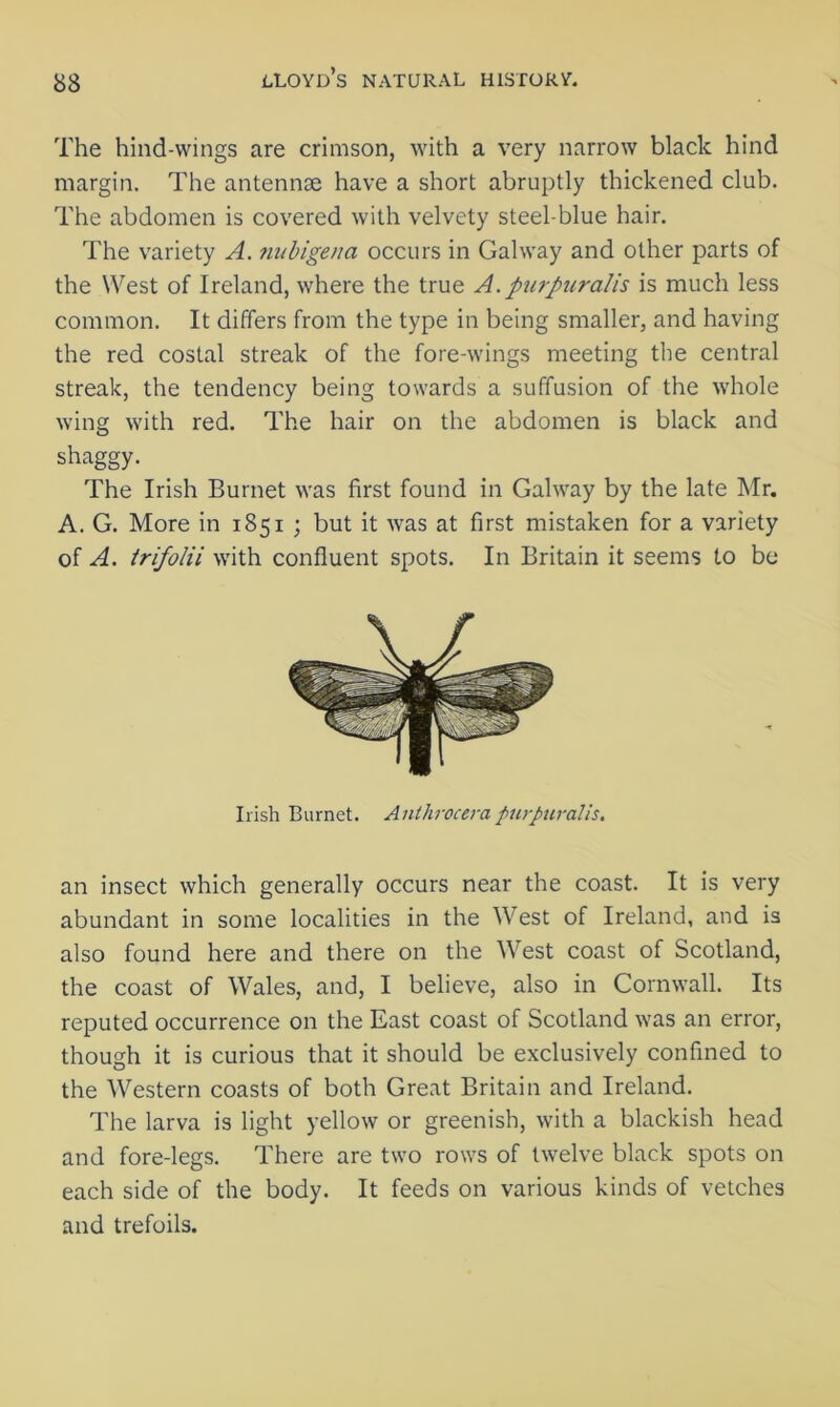 The hind-wings are crimson, with a very narrow black hind margin. The antennae have a short abruptly thickened club. The abdomen is covered with velvety steel-blue hair. The variety A. ?iubige/ia occurs in Galway and other parts of the West of Ireland, where the true A.purpuralis is much less common. It differs from the type in being smaller, and having the red costal streak of the fore-wings meeting the central streak, the tendency being towards a suffusion of the whole wing with red. The hair on the abdomen is black and shaggy. The Irish Burnet was first found in Galway by the late Mr. A. G. More in 1851 ; but it was at first mistaken for a variety of A. trifolii with confluent spots. In Britain it seems to be Irish Burnet. Anthrocera purpuralis, an insect which generally occurs near the coast. It is very abundant in some localities in the West of Ireland, and is also found here and there on the West coast of Scotland, the coast of Wales, and, I believe, also in Cornwall. Its reputed occurrence on the East coast of Scotland was an error, though it is curious that it should be exclusively confined to the Western coasts of both Great Britain and Ireland. The larva is light yellow or greenish, with a blackish head and fore-legs. There are two rows of twelve black spots on each side of the body. It feeds on various kinds of vetches and trefoils.