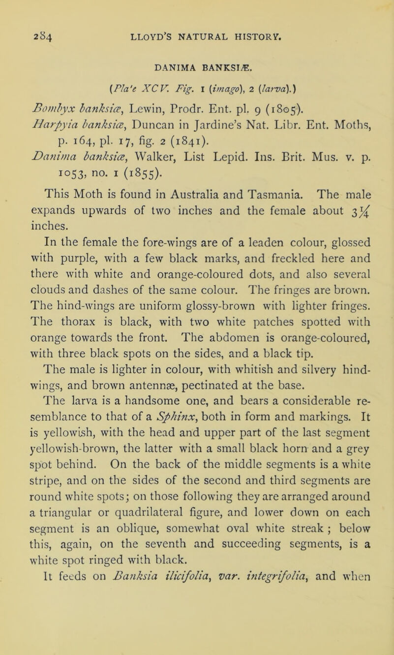 DANIMA BANKSI^E. (P/a'e XCV. Fig. 1 (imago), 2 (larva).) Bombyx banhsice, Lewin, Prodr. Ent. pi. 9 (1805). Harpyia banksia, Duncan in Jardine’s Nat. Libr. Ent. Moths, p. 164, pi. 17, fig. 2 (1841). Danima banksice, Walker, List Lepid. Ins. Brit. Mus. v. p. 1053, no- 1 (i855)- This Moth is found in Australia and Tasmania. The male expands upwards of two inches and the female about 3^ inches. In the female the fore-wings are of a leaden colour, glossed with purple, with a few black marks, and freckled here and there with white and orange-coloured dots, and also several clouds and dashes of the same colour. The fringes are brown. The hind-wings are uniform glossy-brown with lighter fringes. The thorax is black, with two white patches spotted with orange towards the front. The abdomen is orange-coloured, with three black spots on the sides, and a black tip. The male is lighter in colour, with whitish and silvery hind- wings, and brown antennae, pectinated at the base. The larva is a handsome one, and bears a considerable re- semblance to that of a Sphinx, both in form and markings. It is yellowish, with the head and upper part of the last segment yellowish-brown, the latter with a small black horn and a grey spot behind. On the back of the middle segments is a white stripe, and on the sides of the second and third segments are round white spots; on those following they are arranged around a triangular or quadrilateral figure, and lower down on each segment is an oblique, somewhat oval white streak ; below this, again, on the seventh and succeeding segments, is a white spot ringed with black. It feeds on Banksia, ilicifolia, var. integrifolia, and when