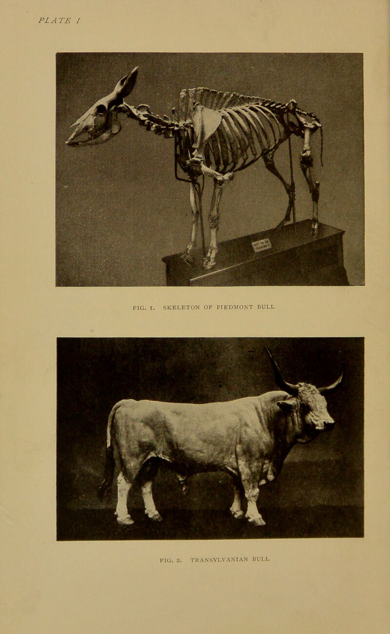 PLATE I FIG. I. SKELETON OF PIEDMONT BULL