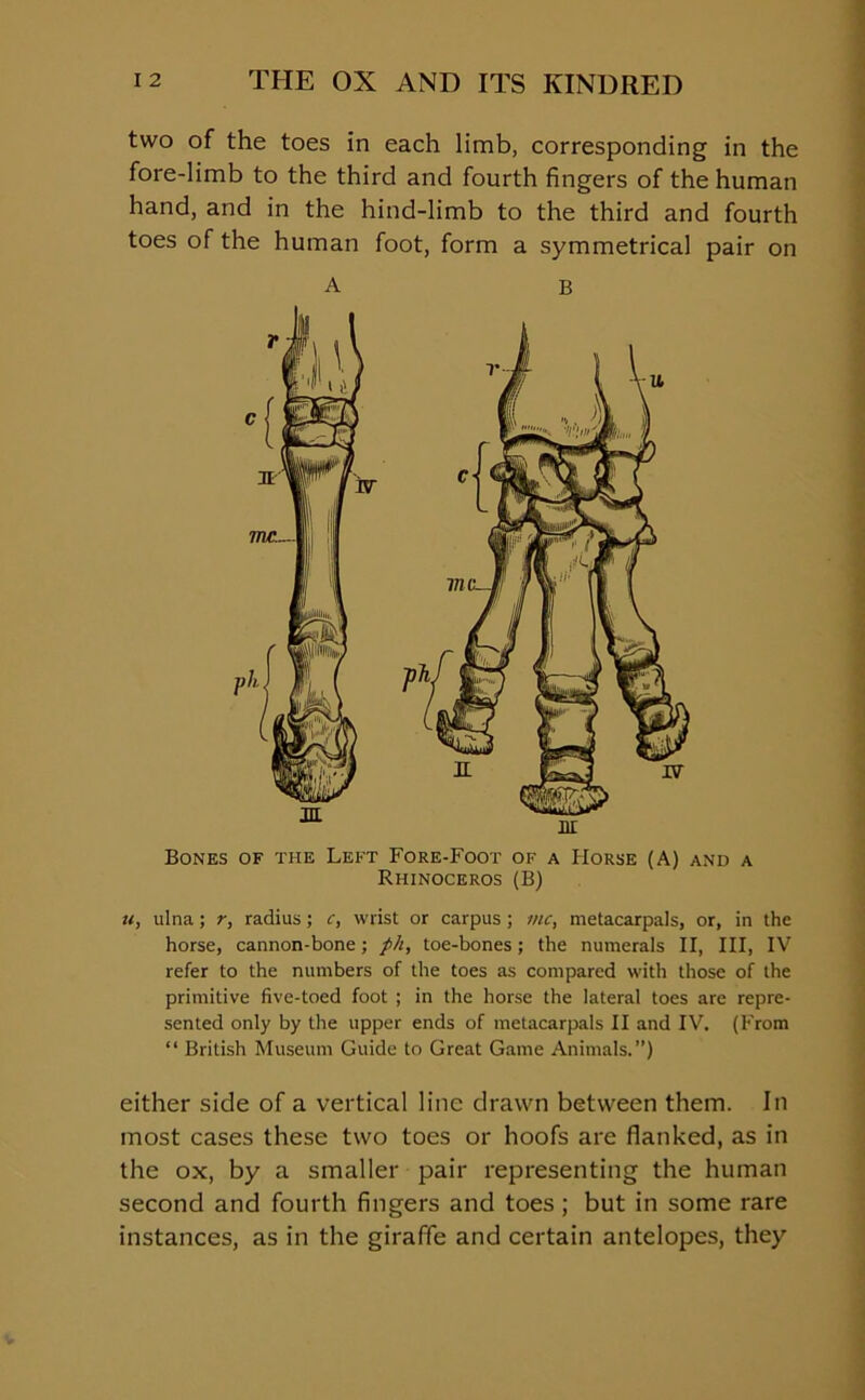 two of the toes in each limb, corresponding in the fore-limb to the third and fourth fingers of the human hand, and in the hind-limb to the third and fourth toes of the human foot, form a symmetrical pair on A b Bones of the Left Fore-Foot of a Horse (A) and a Rhinoceros (B) u, ulna; r, radius; c, wrist or carpus ; me, metacarpals, or, in the horse, cannon-bone; ph, toe-bones; the numerals II, III, IV refer to the numbers of the toes as compared with those of the primitive five-toed foot ; in the horse the lateral toes are repre- sented only by the upper ends of metacarpals II and IV. (From “ British Museum Guide to Great Game Animals.”) either side of a vertical line drawn between them. In most cases these two toes or hoofs are flanked, as in the ox, by a smaller pair representing the human second and fourth fingers and toes ; but in some rare instances, as in the giraffe and certain antelopes, they