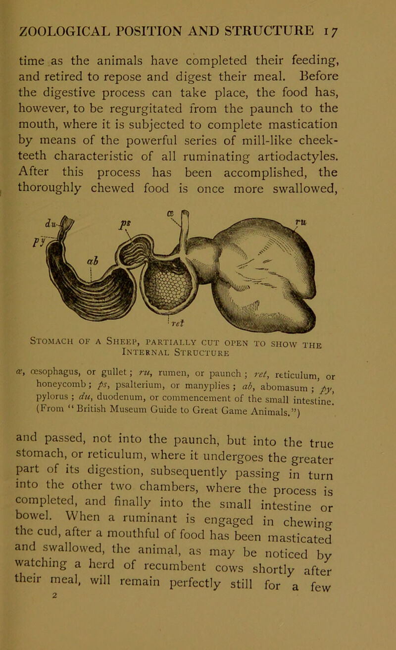 time as the animals have completed their feeding, and retired to repose and digest their meal. Before the digestive process can take place, the food has, however, to be regurgitated from the paunch to the mouth, where it is subjected to complete mastication by means of the powerful series of mill-like cheek- teeth characteristic of all ruminating artiodactyles. After this process has been accomplished, the thoroughly chewed food is once more swallowed, Stomach of a Sheep, partially cut open to show the Internal Structure a’> oesophagus, or gullet; ru, rumen, or paunch ; ret, reticulum, or honeycomb; ps, psalterium, or manyplies ; ab, abomasum ; py, pylorus ; du, duodenum, or commencement of the small intestine' (From “ British Museum Guide to Great Game Animals.”) and passed, not into the paunch, but into the true stomach, or reticulum, where it undergoes the greater part of its digestion, subsequently passing in turn into the other two chambers, where the process is completed, and finally into the small intestine or bowel. When a ruminant is engaged in chewing the cud, after a mouthful of food has been masticated and swallowed, the animal, as may be noticed by watching a herd of recumbent cows shortly after their meal, will remain perfectly still for a few