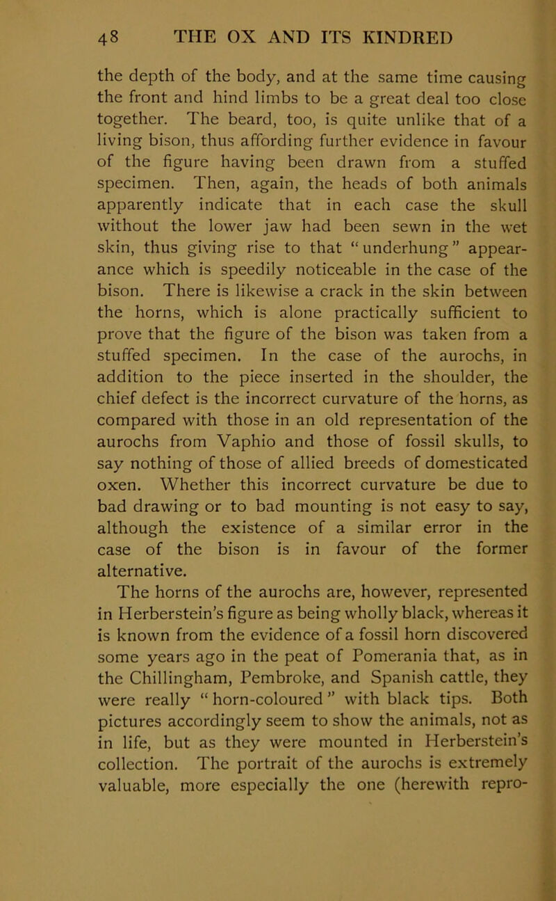 the depth of the body, and at the same time causing the front and hind limbs to be a great deal too close together. The beard, too, is quite unlike that of a living bison, thus affording further evidence in favour of the figure having been drawn from a stuffed specimen. Then, again, the heads of both animals apparently indicate that in each case the skull without the lower jaw had been sewn in the wet skin, thus giving rise to that “underhung” appear- ance which is speedily noticeable in the case of the bison. There is likewise a crack in the skin between the horns, which is alone practically sufficient to prove that the figure of the bison was taken from a stuffed specimen. In the case of the aurochs, in addition to the piece inserted in the shoulder, the chief defect is the incorrect curvature of the horns, as compared with those in an old representation of the aurochs from Vaphio and those of fossil skulls, to say nothing of those of allied breeds of domesticated oxen. Whether this incorrect curvature be due to bad drawing or to bad mounting is not easy to say, although the existence of a similar error in the case of the bison is in favour of the former alternative. The horns of the aurochs are, however, represented in Herberstein’s figure as being wholly black, whereas it is known from the evidence of a fossil horn discovered some years ago in the peat of Pomerania that, as in the Chillingham, Pembroke, and Spanish cattle, they were really “ horn-coloured ” with black tips. Both pictures accordingly seem to show the animals, not as in life, but as they were mounted in Herberstein’s collection. The portrait of the aurochs is extremely valuable, more especially the one (herewith repro-