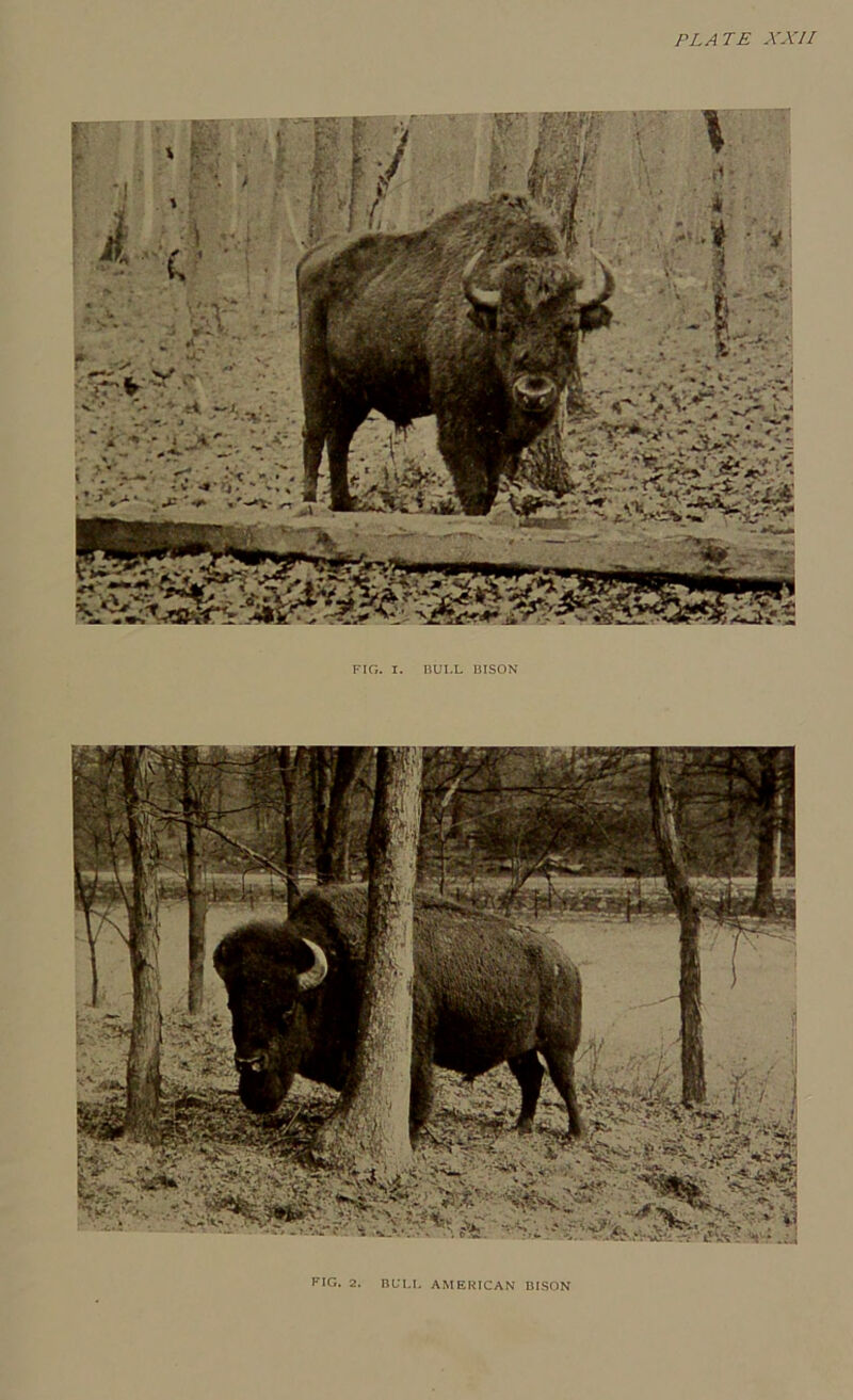 PLATE XXII FIG. I. BULL BISON