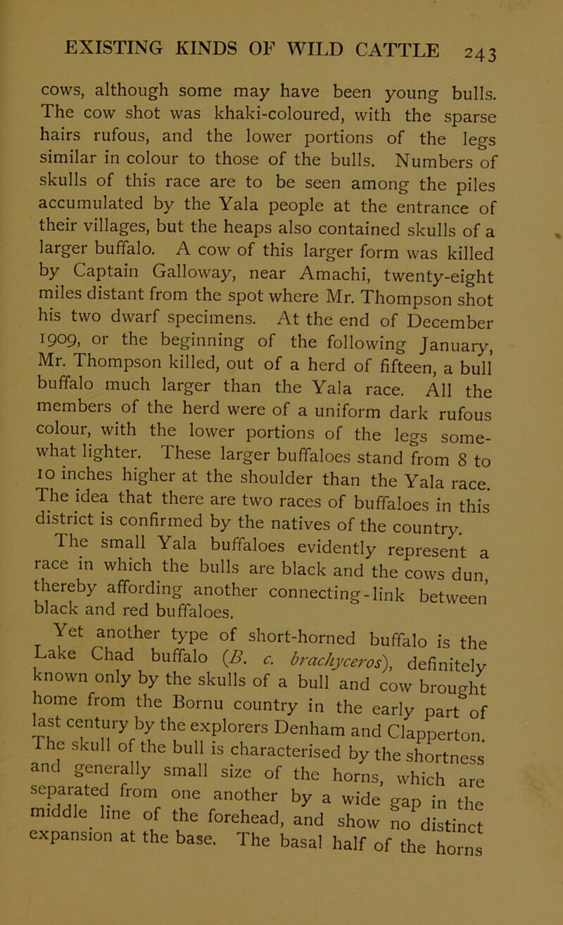 cows, although some may have been young bulls. The cow shot was khaki-coloured, with the sparse hairs rufous, and the lower portions of the legs similar in colour to those of the bulls. Numbers of skulls of this race are to be seen among the piles accumulated by the Yala people at the entrance of their villages, but the heaps also contained skulls of a larger buffalo. A cow of this larger form was killed by Captain Galloway, near Amachi, twenty-eight miles distant from the spot where Mr. Thompson shot his two dwarf specimens. At the end of December 1909, or the beginning of the following January, Mr. Thompson killed, out of a herd of fifteen, a bull buffalo much larger than the Yala race. All the members of the herd were of a uniform dark rufous colour, with the lower portions of the legs some- what lighter. These larger buffaloes stand from 8 to 10 inches higher at the shoulder than the Yala race. The idea that there are two races of buffaloes in this district is confirmed by the natives of the country. The small Yala buffaloes evidently represent a race in which the bulls are black and the cows dun thereby affording another connecting-link between black and red buffaloes. Yet another type of short-horned buffalo is the Lake Chad buffalo (B. c. brachyceros), definitely known only by the skulls of a bull and cow brought home from the Bornu country in the early part^of last century by the explorers Denham and Clapperton. The skull of the bull is characterised by the shortness and generally small size of the horns, which are separated from one another by a wide gap in the m.ddle line of the forehead, and show no distinct expans,on at the base. The basal half of the horns