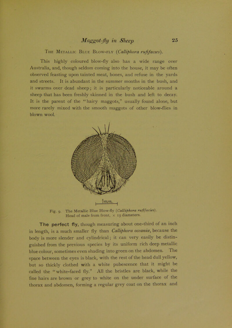 The Metallic Blue Blow-fly (Calliphora rufifacies). This highly coloured blow-fly also has a wide range over Australia, and, though seldom coming into the house, it may be often observed feasting upon tainted meat, bones, and refuse in the yards and streets. It is abundant in the summer months in the bush, and it swarms over dead sheep; it is particularly noticeable around a sheep that has been freshly skinned in the bush and left to decay. It is the parent of the “hairy maggots,” usually found alone, but more rarely mixed with the smooth maggots of other blow-flies in blown wool. I Imrq. | Fig. 9. The Metallic Blue Blow-fly (Calliphora rufifacies). Head of male from front, x 15 diameters. The perfect fly, though measuring about one-third of an inch in length, is a much smaller fly than Calliphora occanice, because the body is more slender and cylindrical; it can very easily be distin- guished from the previous species by its uniform rich deep metallic blue colour, sometimes even shading into green on the abdomen. The space between the eyes is black, with the rest of the head dull yellow, but so thickly clothed with a white pubescence that it might be called the “white-faced fly.” All the bristles are black, while the fine hairs are brown or grey to white on the under surface of the thorax and abdomen, forming a regular grey coat on the thorax and