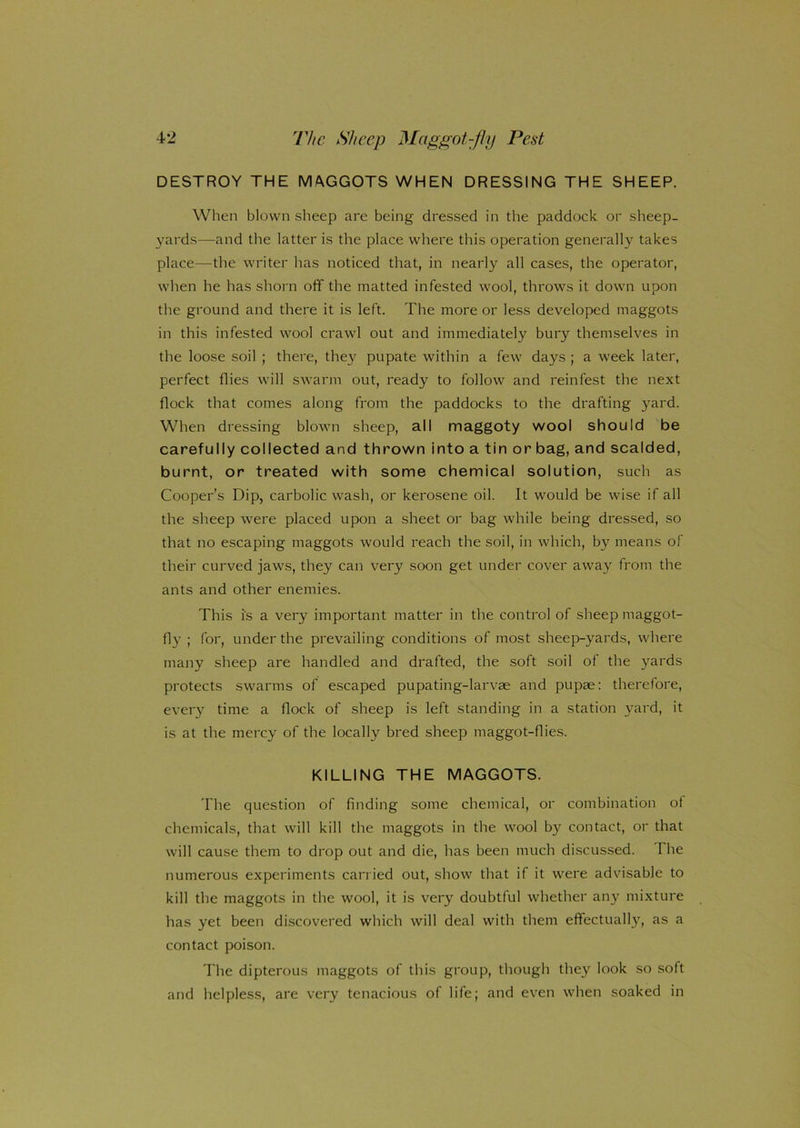 DESTROY THE MAGGOTS WHEN DRESSING THE SHEEP. When blown sheep are being dressed in the paddock or sheep- yards—and the latter is the place where this operation generally takes place—the writer has noticed that, in nearly all cases, the operator, when he has shorn off the matted infested wool, throws it down upon the ground and there it is left. The more or less developed maggots in this infested wool crawl out and immediately bury themselves in the loose soil ; there, they pupate within a few days ; a week later, perfect Hies will swarm out, ready to follow and reinfest the next flock that comes along from the paddocks to the drafting yard. When dressing blown sheep, all maggoty wool should be carefully collected and thrown into a tin or bag, and scalded, burnt, or treated with some chemical solution, such as Cooper’s Dip, carbolic wash, or kerosene oil. It would be wise if all the sheep were placed upon a sheet or bag while being dressed, so that no escaping maggots would reach the soil, in which, by means of their curved jaws, they can very soon get under cover away from the ants and other enemies. This is a very important matter in the control of sheep maggot- fly ; for, under the prevailing conditions of most sheep-yards, where many sheep are handled and drafted, the soft soil of the yards protects swarms of escaped pupating-larvae and pupae: therefore, every time a flock of sheep is left standing in a station yard, it is at the mercy of the locally bred sheep maggot-flies. KILLING THE MAGGOTS. The question of finding some chemical, or combination of chemicals, that will kill the maggots in the wool by contact, or that will cause them to drop out and die, has been much discussed. The numerous experiments carried out, show that if it were advisable to kill the maggots in the wool, it is very doubtful whether any mixture has yet been discovered which will deal with them effectually, as a contact poison. The dipterous maggots of this group, though they look so soft and helpless, are very tenacious of life; and even when soaked in