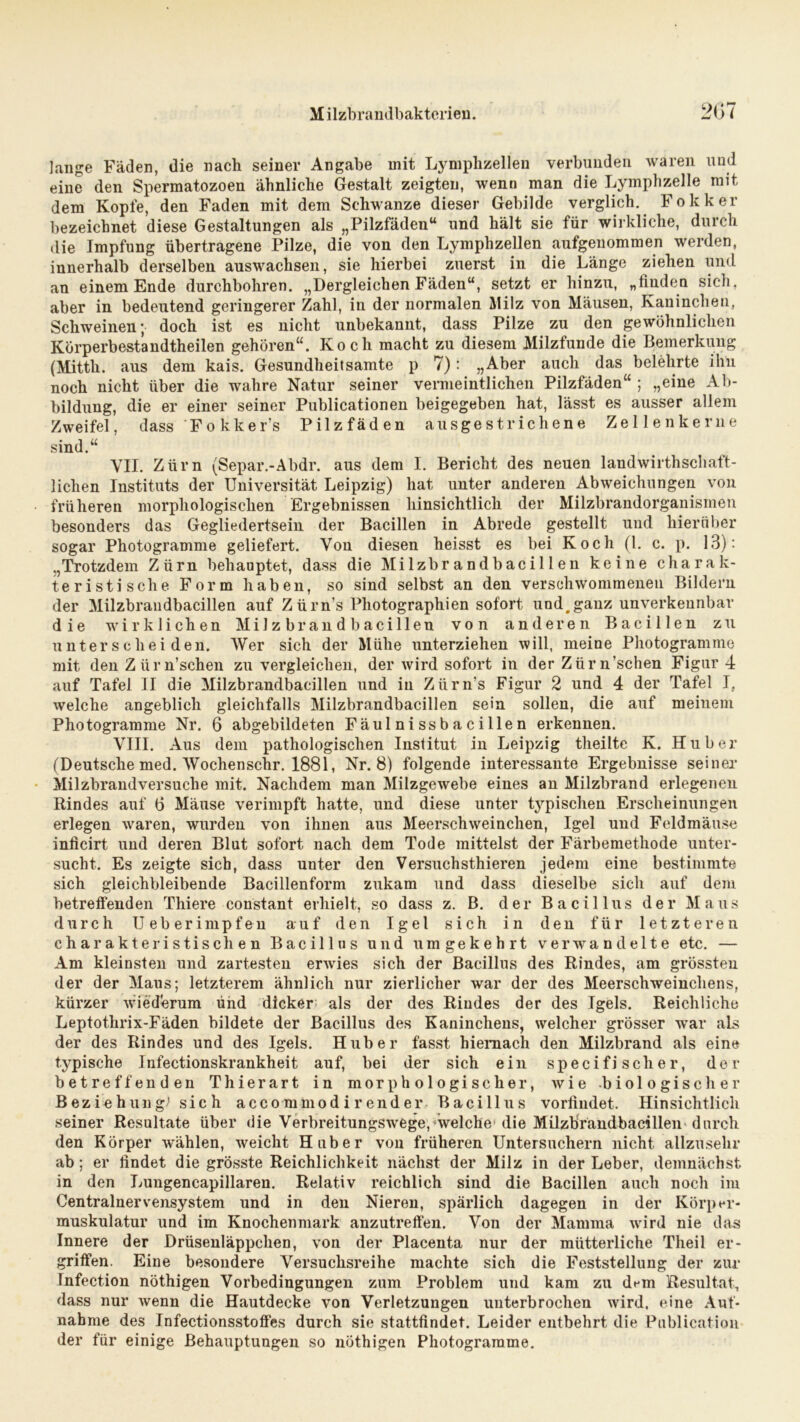 lange Fäden, die nach seiner Angabe mit Lymphzellen verbunden waren und eine den Spermatozoen ähnliche Gestalt zeigten, wenn man die Lymphzelle mit dem Kopfe, den Faden mit dem Schwänze dieser Gebilde verglich. Fokker bezeichnet diese Gestaltungen als „Pilzfäden“ und hält sie für wirkliche, durch die Impfung übertragene Pilze, die von den Lymphzellen aufgenommen werden, innerhalb derselben auswachsen, sie hierbei zuerst in die Länge ziehen und an einem Ende durchbohren. „Dergleichen Fäden“, setzt er hinzu, „finden sich, aber in bedeutend geringerer Zahl, in der normalen Milz von Mäusen, Kaninchen, Schweinen; doch ist es nicht unbekannt, dass Pilze zu den gewöhnlichen Körperbestandtheilen gehören“. Koch macht zu diesem Milzfunde die Bemerkung (Mittli. aus dem kais. Gesundheitsamte p 7): „Aber auch das belehrte ihn noch nicht über die wahre Natur seiner vermeintlichen Pilzfäden“ ; „eine Ab- bildung, die er einer seiner Publicationen beigegeben hat, lässt es ausser allem Zweifel, dass Fokker’s Pilzfäden ausgestrichene Zellenkerne sind.“ VII. Zürn (Separ.-Abdr. aus dem I. Bericht des neuen landwirtschaft- lichen Instituts der Universität Leipzig) hat unter anderen Abweichungen von früheren morphologischen Ergebnissen hinsichtlich der Milzbrandorganismen besonders das Gegliedertsein der Bacillen in Abrede gestellt und hierüber sogar Photogramme geliefert. Von diesen heisst es bei Koch (l. c. p. 13): „Trotzdem Zürn behauptet, dass die Milzbrandbacillen keine charak- teristische Form haben, so sind selbst an den verschwommenen Bildern der Milzbraudbacillen auf Z ürn’s Photographien sofort und, ganz unverkennbar die wirklichen Milzbraudbacillen von anderen Bacillen zu unterscheiden. Wer sich der Mühe unterziehen will, meine Photogramme mit den Z ürn’schen zu vergleichen, der wird sofort in der Ziir n’schen Figur 4 auf Tafel II die Milzbrandbacillen und in Zürn’s Figur 2 und 4 der Tafel Is welche angeblich gleichfalls Milzbraudbacillen sein sollen, die auf meinem Photogramme Nr. 6 abgebildeten Fäulnissbacillen erkennen. VIII. Aus dem pathologischen Institut in Leipzig theilte K. Huber (Deutsche med. Woclienschr. 1881, Nr. 8) folgende interessante Ergebnisse seiner Milzbrandversuche mit. Nachdem man Milzgewebe eines an Milzbrand erlegenen Rindes auf 6 Mäuse verimpft hatte, und diese unter tj^pisclien Erscheinungen erlegen vraren, wurden von ihnen aus Meerschweinchen, Igel und Feldmäuse inficirt und deren Blut sofort nach dem Tode mittelst der Färbemethode unter- sucht. Es zeigte sich, dass unter den Versuchsthieren jedem eine bestimmte sich gleichbleibende Bacillenform zukam und dass dieselbe sich auf dem betreffenden Thiere constant erhielt, so dass z. B. der Bacillus der Maus durch Ueberimpfen auf den Igel sich in den für letzteren charakteristischen Bacillns und umgekehrt verwandelte etc. — Am kleinsten und zartesten erwies sich der Bacillus des Rindes, am grössten der der Maus; letzterem ähnlich nur zierlicher war der des Meerschweinchens, kürzer wiederum und dicker als der des Rindes der des Igels. Reichliche Leptothrix-Fäden bildete der Bacillus des Kaninchens, welcher grösser war als der des Rindes und des Igels. Huber fasst hiernach den Milzbrand als eine typische Infectionskrankheit auf, bei der sich ein specifi scher, der betreffenden Thierart in morphologischer, wie -biologischer Beziehung1 sich accommodirender Bacillus vorfindet. Hinsichtlich seiner Resultate über die Verbreitungswege, welche die Milzbraudbacillen durch den Körper wählen, weicht Huber von früheren Untersuchern nicht allzusehr ab; er findet die grösste Reichlichkeit nächst der Milz in der Leber, demnächst in den Lungeneapillaren. Relativ reichlich sind die Bacillen auch noch im Centralnervensystem und in den Nieren, spärlich dagegen in der Körper- muskulatur und im Knochenmark anzutreffen. Von der Mamma wrird nie das Innere der Drüsenläppchen, von der Placenta nur der mütterliche Theil er- griffen. Eine besondere Versuchsreihe machte sich die Feststellung der zur Infection nöthigen Vorbedingungen zum Problem und kam zu d^m Resultat, dass nur wenn die Hautdecke von Verletzungen unterbrochen wird, eine Auf- nahme des Infectionsstoffes durch sie stattfindet. Leider entbehrt die Publication der für einige Behauptungen so nöthigen Photogramme.
