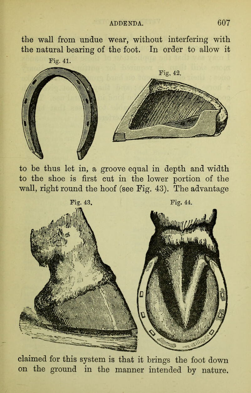 the wall from undue wear, without interfering with the natural bearing of the foot. In order to allow it Fig. 41. to be thus let in, a groove equal in depth and width to the shoe is first cut in the lower portion of the wall, right round the hoof (see Fig. 43). The advantage Fig. 43. Fig. 44. claimed for this system is that it brings the foot down on the ground in the manner intended by nature.