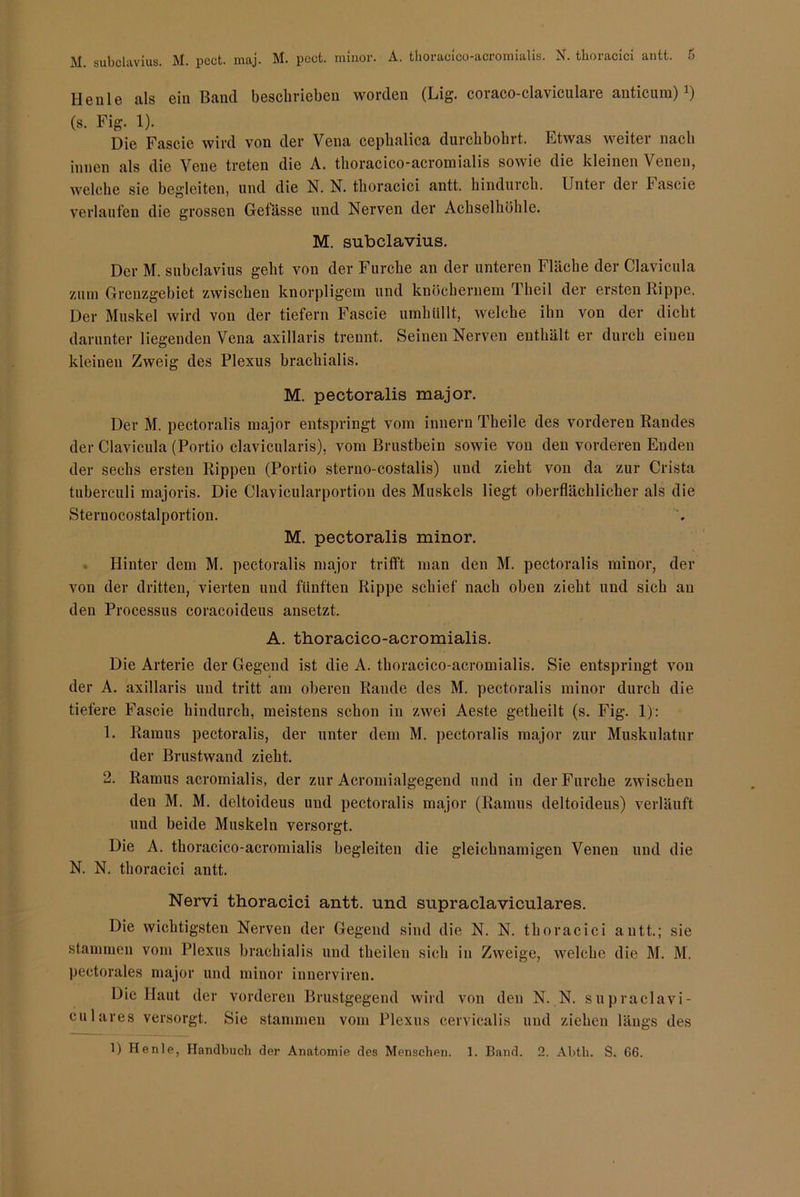 Heule als ein Band beschrieben worden (Lig. coraco-claviculare anticum) *) (s. Fig. 1). Die Kascic wird von der Vena cephalica durchbohrt. Etwas weitei nach innen als die Vene treten die A. thoracico-acromialis sowie die kleinen Venen, welche sie begleiten, und die N. N. tlioracici antt. hindurch. Unter der bascie verlaufen die grossen Getässe und Nerven der Achselhöhle. M. subclavius. Der M. subclavius geht von der Furche an der unteren Fläche der Clavicula zum Grenzgebiet zwischen knorpligem und knöchernem Theil der ersten Rippe. Der Muskel wird von der tiefem Fascie umhüllt, welche ihn von der dicht darunter liegenden Vena axillaris trennt. Seinen Nerven enthält er durch einen kleinen Zweig des Plexus brachialis. M. pectoralis major. Der M. pectoralis major entspringt vom innern Theile des vorderen Randes der Clavicula (Portio clavicularis), vom Brustbein sowie von den vorderen Enden der sechs ersten Rippen (Portio sterno-costalis) und zieht von da zur Crista tuberculi majoris. Die Clavicularportion des Muskels liegt oberflächlicher als die Steruocostalportion. M. pectoralis minor. Hinter dem M. pectoralis major trifft man den M. pectoralis minor, der von der dritten, vierten und fünften Rippe schief nach oben zieht und sich au den Processus coracoideus ansetzt. A. thoracico-acromialis. Die Arterie der Gegend ist die A. thoracico-acromialis. Sie entspringt von der A. axillaris und tritt am oberen Rande des M. pectoralis minor durch die tiefere Fascie hindurch, meistens schon in zwei Aeste getheilt (s. Fig. 1): 1. Ramus pectoralis, der unter dem M. pectoralis major zur Muskulatur der Brustwand zieht. 2. Ramus acromialis, der zur Acromialgegend und in der Furche zwischen den M. M. deltoideus und pectoralis major (Ramus deltoideus) verläuft und beide Muskeln versorgt. Die A. thoracico-acromialis begleiten die gleichnamigen Venen und die N. N. tlioracici antt. Nervi thoracici antt. und supraclaviculares. Die wichtigsten Nerven der Gegend sind die N. N. thoracici antt.; sie stammen vom Plexus brachialis und theilen sich in Zweige, welche die M. M. peetorales major und minor innerviren. Die Haut der vorderen Brustgegend wird von den N. N. supraclavi- culares versorgt. Sie stammen vom Plexus cervicalis und ziehen längs des 1) Henle, Handbuch der Anatomie des Menschen. 1. Band. 2. Abtli. S. G6.