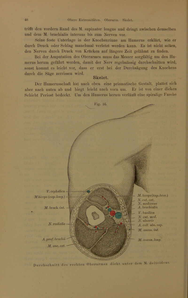 trifft den vordem Rand des M. supinatov longus und dringt zwischen demselben und dem M. brachialis internus bis zum Nerven vor. Seine feste Unterlage in der Knochenrinne am Humerus erklärt, wie er durch Druck oder Schlag manchmal verletzt werden kann. Es ist nicht selten, den Nerven durch Druck von Krücken auf längere Zeit gelähmt zu finden. Bei der Amputation des Oberarmes muss das Messer sorgfältig um den Hu- merus herum geführt werden, damit der Nerv regelmässig durchschnitten wird, sonst kommt es leicht vor, dass er erst bei der Durchsägung des Knochens durch die Säge zerrissen wird. Skelet. Der Humerusschaft hat nach oben eine prismatische Gestalt, plattet sich aber nach unten ab und biegt leicht nach vorn um. Er ist von einer dicken Schicht Periost bedeckt. Um den Humerus herum verläuft eine spiralige Furche Durchschnitt dos rechten Oberarmes dicht unter dem M. deltouleus. V. ccphalica M.biceps (cap.lonrj.) M. brach, int. N. radialis M. bicepsifiap.hrev.) N. cut. cxt. N. medianus A. brachialis. V. basilica N. cut. med. N. ulnaris A. coli. uln. sup. M. ancon. int. A.prnf. brachii M. anc. cxt. ]\T. ancon. lang.