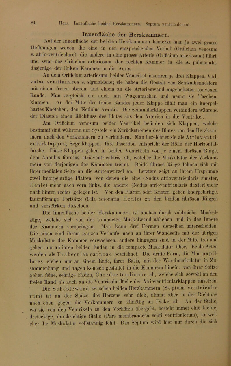 Herz. Innenfläche beider Herzkammern. Septum ventriculorum. Innenfläche der Herzkammern. Auf der Innenfläche der beiden Herzkammern bemerkt man je zwei grosse Oeffnungen, wovon die eine in den entsprechenden Vorhof (Orificium venosum s. atrio-ventricnlare), die andere in eine grosse Arterie (Orificium arteriosum) führt, und zwar das Orificium arteriosum der rechten Kammer in die A. pulmonalis, dasjenige der linken Kammer in die Aorta. An dem Orificium arteriosum beider Ventrikel inserirenje drei Klappen, Val- vulae semilunares s. sigmoideae; sie haben die Gestalt von Schwalbennestern mit einem freien oberen und einem an die Arterienwand angehefteten convexen Rande. Man vergleicht sie auch mit Wagentaschen und nennt sie Taschen- klappen. An der Mitte des freien Randes jeder Klappe fühlt man ein knorpel- hartes Knötchen, den Nodulus Arantii. Die Seminularklappen verhindern während der Diastole einen Rückfluss des Blutes aus den Arterien in die Ventrikel. Am Orificium venosum beider Ventrikel befinden sich Klappen, welche bestimmt sind während der Systole ein Zurückströmen des Blutes von den Herzkam- mern nach den Vorkammern zu verhindern. Man bezeichnet sie als Atrioventri- cularklappen, Segelklappen. Ihre Insertion entspricht der Höhe der Horizontal- furche. Diese Klappen gehen in beiden Ventrikeln von je einem fibrösen Ringe, dem Annulus fibrosus atrioveutricularis, ab, welcher die Muskulatur der Vorkam- mern von derjenigen der Kammern trennt. Beide fibröse Ringe lehnen sich mit ihrer medialen Seite an die Aortenwurzel an. Letztere zeigt an ihrem Ursprünge zwei knorpelartige Platten, von denen die eine (Nodus atrioventricularis sinister, Henle) mehr nach vorn links, die andere (Nodus atrioventricularis dexter) mehr nach hinten rechts gelegen ist. Von den Platten oder Knoten gehen knorpelartige, fadenförmige Fortsätze (Fila coronaria, Henle) zu den beiden fibrösen Ringen und verstärken dieselben. Die Innenfläche beider Herzkammern ist uneben durch zahlreiche Muskel- züge, welche sich von der compacten Muskelwand abheben und in das Innere der Kammern vorspringen. Man kann drei Formen derselben unterscheiden- Die einen sind ihrem ganzen Verlaufe nach an ihrer Wandseite mit der übrigen Muskulatur der Kammer verwachsen, andere hingegen sind in der Mitte frei und gehen nur an ihren beiden Enden in die compacte Muskulatur über. Beide Arten werden als Trabeculae carneae bezeichnet. Die dritte Form, die Mm. papil- läres, stehen nur an einem Ende, ihrer Basis, mit der Wandmuskulatur in Zu- sammenhang und ragen konisch gestaltet in die Kammern hinein; von ihrer Spitze gehen feine, sehnige Fäden, Chordae tendineae, ab, welche sich sowohl an den freien Rand als auch an die Ventricularfläche der Atrioventricularklappen ansetzen. Die Scheidewand zwischen beiden Herzkammern (Septum ventriculo- rum) ist an der Spitze des Herzens sehr dick, nimmt aber in der Richtung nach oben gegen die Vorkammern zu allmälig au Dicke ab. An der Stelle, wo sie von den Ventrikeln zu den Vorhöfen übergebt, besteht immer eine kleine, dreieckige, durchsichtige Stelle (Pars membranacea septi ventriculorum), an wel- cher die Muskulatur vollständig fehlt. Das Septum wird hier nur durch die sich