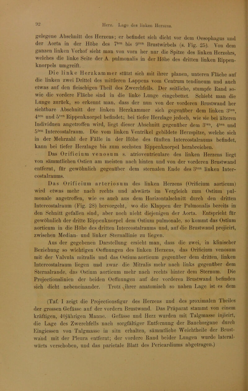 gelegene Abschnitt des Herzens; er befindet sich dicht vor dem Oesophagus und der Aorta in der Höhe des 7ton bis 9ten Brustwirbels (s. Fig. 25). Von dem ganzen linken Vorhof sieht man von vorn her nur die Spitze des linken Herzohrs, welches die linke Seite der A. pulmonalis in der Höhe des dritten linken Rippen- knorpels umgreift. Die linke Herzkammer stützt sich mit ihrer planen, unteren Fläche auf die linken zwei Drittel des mittleren Lappens vom Centrum tendineum und auch etwas auf den fleischigen Theil des Zwerchfells. Der seitliche, stumpfe Rand so- wie die vordere Fläche sind in die linke Lunge eingebettet. Schiebt man die Lunge zurück, so erkennt man, dass der nun von der vorderen Brustwand her sichtbare Abschnitt der linken Herzkammer sich gegenüber dem linken 3ton, 4teu und 5ten Rippenknorpel befindet; bei tiefer Herzlage jedoch, wie sie bei älteren Individuen angetroften wird, liegt dieser Abschnitt gegenüber dem 3len, 4ten und 5teu Intercostalraum. Die vom linken Ventrikel gebildete Herzspitze, welche sich in der Mehrzahl der Fälle in der Höhe des fünften Intercostalraums befindet, kann bei tiefer Herzlage bis zum sechsten Rippenknorpel herabreichen. Das Orificium venosum s. atrioventriculare des linken Herzens liegt von sämmtlicheu Ostien am meisten nach hinten und von der vorderen Brustwand entfernt, für gewöhnlich gegenüber dem sternalen Ende des 3ten linken Inter- costalraums. Das Orificium arteriös um des linken Herzens (Orificium aorticum) wird etwas mehr nach rechts und abwärts im Vergleich zum Ostium pul- monale angetroften, wie es auch aus dem Horizontalschnitt durch den dritten Intercostalraum (Fig. 28) hervorgeht, wo die Klappen der Pulmonalis bereits in den Schnitt gefallen sind, aber noch nicht diejenigen der Aorta. Entspricht für gewöhnlich der dritte Rippenknorpel dem Ostium pulmonale, so kommt das Ostium aorticum in die Höhe des dritten Intercostalraums und, auf die Brustwand projicirt, zwischen Median- und linker Sternallinie zu liegen. Aus der gegebenen Darstellung ersieht man, dass die zwei, in klinischer Beziehung so wichtigen Oefthungen des linken Herzens, das Orificium venosum mit der Valvula mitralis und das Ostium aorticum gegenüber dem dritten, linken Intercostalraum liegen und zwar die Mitralis mehr nach links gegenüber dem Sternalrande, das Ostium aorticum mehr nach rechts hinter dem Sternum. Die Projectionslinien der beiden Oeffnungeu auf der vorderen Brustwand befinden sich dicht nebeneinander. Trotz ihrer anatomisch so nahen Lage ist es dem (Taf. I zeigt die Projectionsfigur des Herzens und des proximalen Theiles der grossen Gefässe auf der vordem Brustwand. Das Präparat stammt von einem kräftigen, 40jährigen Manne. Gefässe und Herz wurden mit Talgmasse injicirt, die Lage des Zwerchfells nach sorgfältiger Entfernung der Bauchorgane durch Eingiessen von Talgmasse in situ erhalten, sämmtliche Weichtheile der Brust- wand mit der Pleura entfernt; der vordere Rand beider Lungen wurde lateral- wärts verschoben, und das parietale Blatt des Pericardiums abgetragen.)