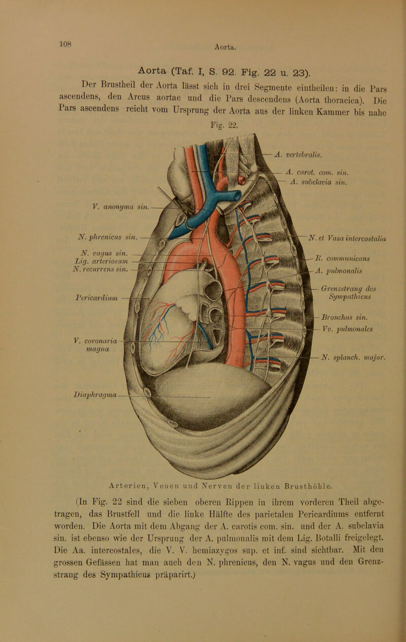 Aorta. Aorta (Taf. I, S. 92. Fig. 22 u. 23). IX'i ßmstheil der Aorta lässt sich in drei Segmente eintheilen: in die Pars ascendens, den Arcus aortae und die Pars descendens (Aorta thoracica). Die 1 ars ascendens reicht vom Ursprung der Aorta aus der linken Kammer bis nahe Fig. 22. V. anonyma sin. Diaphragma A. carot. com. sin. A. subclavia sin. A. vertebralis. Vcricaräium V. coronaria magna N. et Vasa intcrcostalia B. communicans A. pulmonalis Grenzstrang des Sympathicus Bronchus sin. Vv. pulmonales N. splanch. major. N. phrenicus sin. N. vagus sin. Lig. arteriosum N. recurrens sin. Arterien, Venen und Nerven der linken Brusthöhle. (ln Fig. 22 sind die sieben oberen Rippen in ihrem vorderen Theil abge- tragen, das Brustfell und die linke Hälfte des parietalen Pericardiums entfernt worden. Die Aorta mit dem Abgang der A. carotis com. sin. und der A. subclavia sin. ist ebenso wie der Ursprung der A. pulmonalis mit dem Lig. Botalli freigelegt. Die Aa. intercostales, die V. V. hemiazygos sup. et inf. sind sichtbar. Mit den grossen Getassen hat man auch den N. phrenicus, den N. vagus und den Grenz- strang des Sympathicus präparirt.)