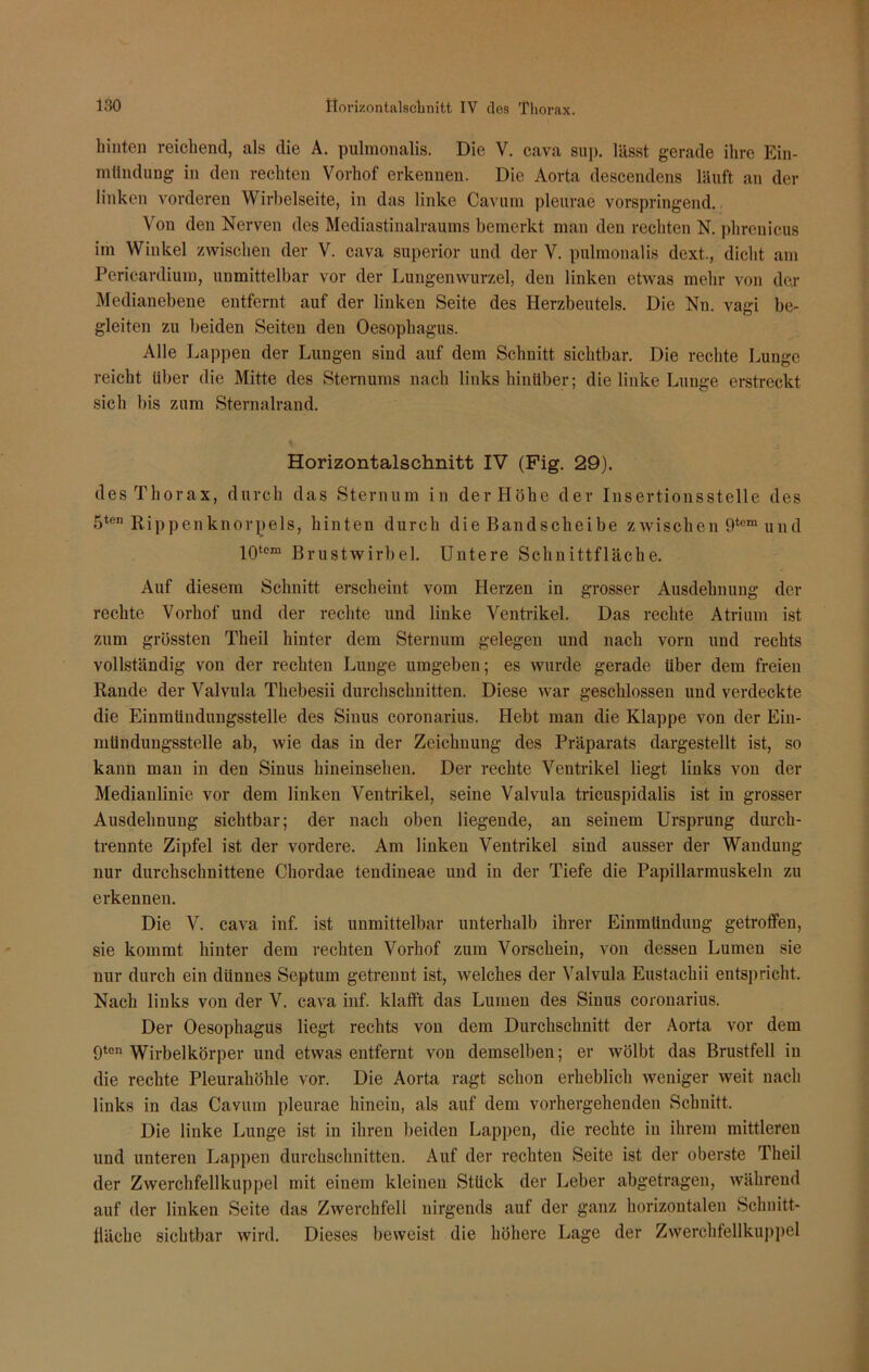 hinten reichend, als die A. pulmonalis. Die V. cava sup. lässt gerade ihre Ein- mündung in den rechten Vorhof erkennen. Die Aorta descendens läuft an der linken vorderen Wirbelseite, in das linke Cavum pleurae vorspringend. Von den Nerven des Mediastinalraums bemerkt man den rechten N. phrcnicus im Winkel zwischen der V. cava superior und der V. pulmonalis dext., dicht am Pericardium, unmittelbar vor der Lungen Wurzel, den linken etwas mehr von der Medianebene entfernt auf der linken Seite des Herzbeutels. Die Nn. vagi be- gleiten zu beiden Seiten den Oesophagus. Alle Lappen der Lungen sind auf dem Schnitt sichtbar. Die rechte Lunge reicht Uber die Mitte des Sternums nach links hinüber; die linke Lunge erstreckt sich bis zum Sternalrand. Horizontalschnitt IV (Fig. 29). des Thorax, durch das Sternum in der Höhe der Insertionsstelle des 5ten Rippenknorpels, hinten durch die Bandscheibe zwischen 9temund 10tom Brustwirbel. Untere Schnittfläche. Auf diesem Schnitt erscheint vom Herzen in grosser Ausdehnung der rechte Vorhof und der rechte und linke Ventrikel. Das rechte Atrium ist zum grössten Theil hinter dem Sternum gelegen und nach vorn und rechts vollständig von der rechten Lunge umgeben; es wurde gerade über dem freien Rande der Valvula Thebesii durchschnitten. Diese war geschlossen und verdeckte die Einmündungsstelle des Sinus coronarius. Hebt man die Klappe von der Eiu- mündungsstelle ab, wie das in der Zeichnung des Präparats dargestellt ist, so kann man in den Sinus hineinsehen. Der rechte Ventrikel liegt links von der Medianlinie vor dem linken Ventrikel, seine Valvula tricuspidalis ist in grosser Ausdehnung sichtbar; der nach oben liegende, an seinem Ursprung durch- trennte Zipfel ist der vordere. Am linken Ventrikel sind ausser der Wandung nur durchschnittene Chordae tendineae und in der Tiefe die Papillarmuskeln zu erkennen. Die V. cava inf. ist unmittelbar unterhalb ihrer Einmündung getroffen, sie kommt hinter dem rechten Vorhof zum Vorschein, von dessen Lumen sie nur durch ein dünnes Septum getrennt ist, welches der Valvula Eustachii entspricht. Nach links von der V. cava inf. klafft das Lumen des Sinus coronarius. Der Oesophagus liegt rechts von dem Durchschnitt der Aorta vor dem 9ten Wirbelkörper und etwas entfernt von demselben; er wölbt das Brustfell in die rechte Pleurahöhle vor. Die Aorta ragt schon erheblich weniger weit nach links in das Cavum pleurae hinein, als auf dem vorhergehenden Schnitt. Die linke Lunge ist in ihren beiden Lappen, die rechte in ihrem mittleren und unteren Lappen durchschnitten. Auf der rechten Seite ist der oberste Theil der Zwerchfellkuppel mit einem kleinen Stück der Leber abgetragen, während auf der linken Seite das Zwerchfell nirgends auf der ganz horizontalen Schnitt- fläche sichtbar wird. Dieses beweist die höhere Lage der Zwerchfellkuppel