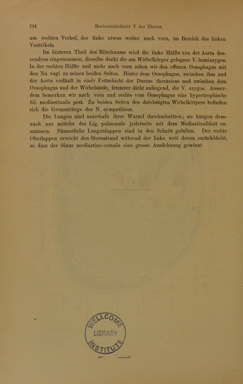 am rechten Vorhof, der linke etwas weiter nach vorn, im Bereich des linken Ventrikels. Im hinteren Theil des Mittelraums wird die linke Hälfte von der Aorta des- cendens eingenommen, dieselbe deckt die am Wirbelkörper gelegene V. hemiazygos. In der rechten Hälfte und mehr nach vorn sehen wir den offenen Oesophagus mit den Nn. vagi zu seinen beiden Seiten. Hinter dem Oesophagus, zwischen ihm und der Aorta verläuft in einer Fettschicht der Ductus thoracicus und zwischen dem Oesophagus und der Wirbelsäule, letzterer dicht anliegend, die V. azygos. Ausser- dem bemerken wir nach vorn und rechts vom Oesophagus eine hypertrophische Gl. mediastinalis post. Zu beiden Seiten des durchsägten Wirbelkörpers'befinden sich die Grenzstränge des N. sympathicus. Die Lungen sind unterhalb ihrer Wurzel durchschnitten; sie hängen dem- nach nur mittelst des Lig. pulmonale jederseits mit dem Mediastinalblatt zu- sammen. Sämmtliche Lungenlappen sind in den Schnitt gefallen. Der rechte Oberlappen erreicht den Sternalrand während der linke weit davon zurückbleibt, so dass der Sinus mediastino-costalis eine grosse Ausdehnung gewinnt.