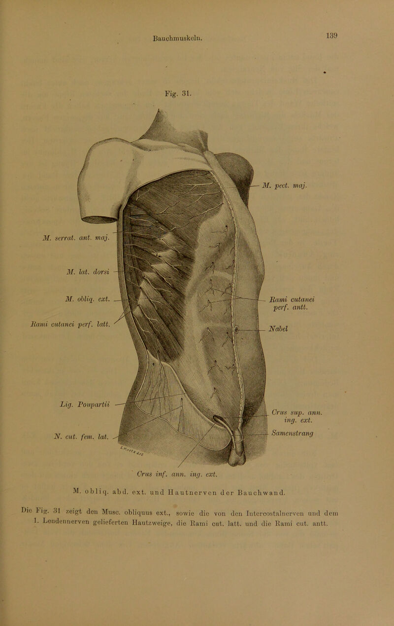 Fig. 31. M. pect. maj. M. serrat. ant. maj. M. lat. clorsi M. obliq. cxt. Rami cutanei perf. latt. Rami cutanei perf. antt. Nabel Lig. Poupartii N. cut. fern. lat. Crus sup. ann. ing. ext. Samenstrang Grus inf. ann. ing. ext. M. obliq. abd. ext. und Hautnerven der Bauchwand. Die Fig. 31 zeigt den Muse, obliquus ext., 1. Lendennerven gelieferten Hautzweige, sowie die von den Intercostalnerven und dem die Rami cut. latt. und die Raini cut. antt.