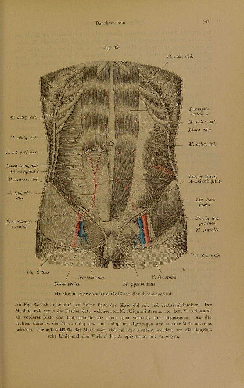 Hl P'ig. 32. AL red. abd. AI. obliq. ext. AI. obliq. int. Fascia trans- versalis A. femoralis 11. cut. perf. ant. Linea Douglasii Linea Spigelii AI. transv. abd. A. epigastr. inf. Lnscriptio tendinea AI. obliq. ext. Linea alba AI. obliq. int. Fascia Fctzii Annulus ing.int. Lig. Fou- partii Fascia ileo- pectinea N. cruralis Lig. Collesi / Samenstrang Fossa ovalis \ V. femoralis AI. pyramidalis Muskeln, Nerven und Gefässe der Bauchwand. An Fig. 32 sieht man auf der linken Seite den Muse. obl. int. und reetus abdominis. Der M. obliq. ext. sowie das Fascienblatt, welches vom M. obliquus internus vor dom M. reetus abd. als vorderes Blatt der ltectussclieide zur Linea alba verläuft, sind abgetragen. An der rechten Seite ist der Muse, obliq. ext. und obliq. int. abgetragen und nur der M. transversus erhalten. Die untere Hälfte des Muse. rect. abd. ist hier entfernt worden, um die Douglas- sche Linie und den Verlauf der A. epigastrica inf. zu zeigen.