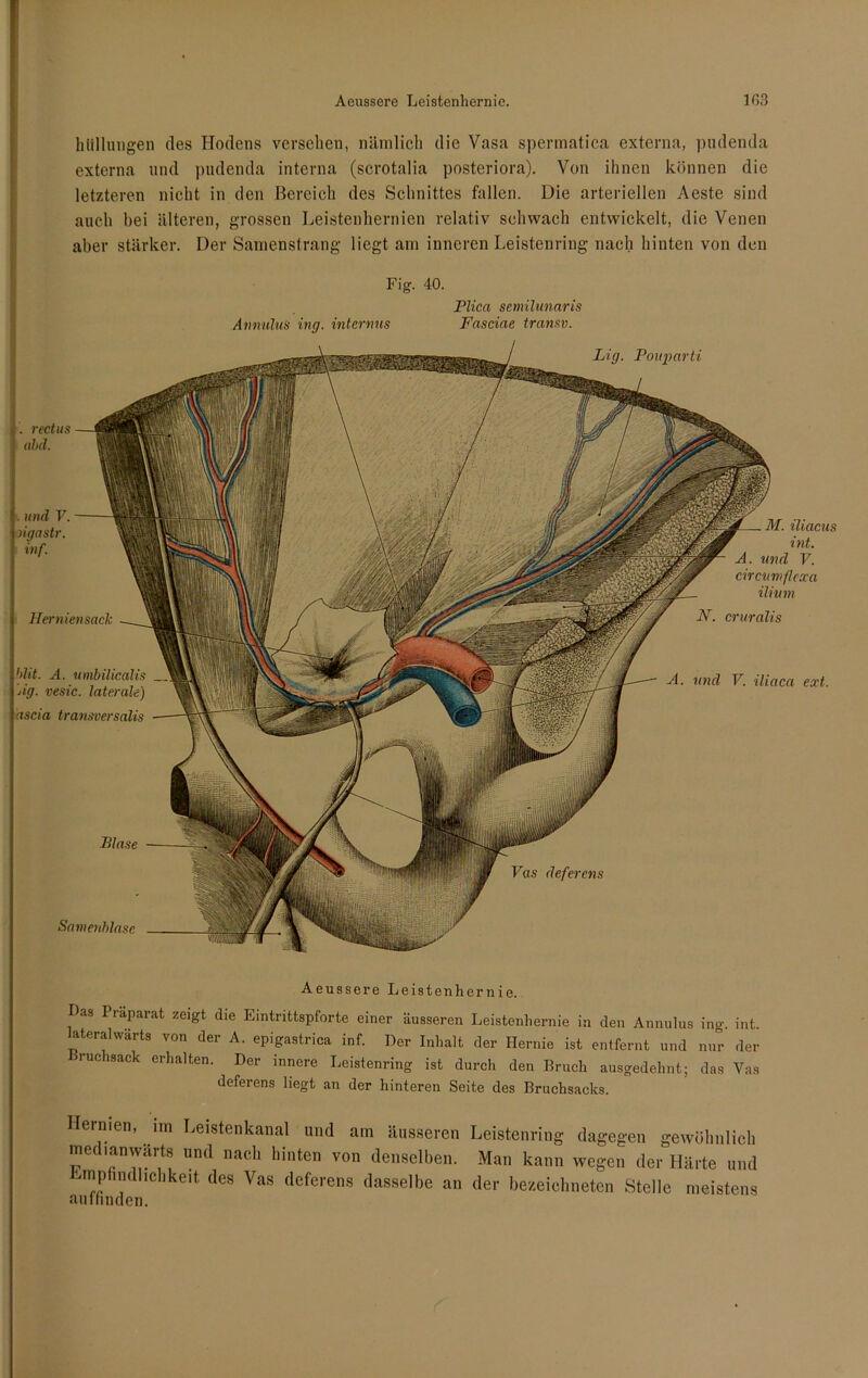 htillungen des Hodens versehen, nämlich die Vasa spermatica externa, pudenda externa und pudenda interna (scrotalia posteriora). Von ihnen können die letzteren nicht in den Bereich des Schnittes fallen. Die arteriellen Aeste sind auch bei älteren, grossen Leistenhernien relativ schwach entwickelt, die Venen aber stärker. Der Samenstrang liegt am inneren Leistenring nach hinten von den Fig. 40. Plica semilunaris Annulus ing. internus Fasciae transv. Lig. Pouparti Fas deferens . rectus abd. . und V. ligastr. inf. Herniensack hlit. A. umbilicalis jig. vesic. laterale) ascia transversalis Blase Samenblase A. ■und V. iliaca ext. M. iliacus int. A. und V. circumflexa ilium N. cruralis Aeussere Leistenhernie. Das Präparat zeigt die Eintrittspforte einer äusseren Leistenhernie in den Annulus ing. int. lateralwärts von der A. epigastrica inf. Der Inhalt der Hernie ist entfernt und nur der Bruchsack erhalten. Der innere Leistenring ist durch den Bruch ausgedehnt; das Vas deferens liegt an der hinteren Seite des Bruchsacks. Hernien, im Leistenkanal und am äusseren Leistenring dagegen gewöhnlich medianwärts und nach hinten von denselben. Man kann wegen der Härte und Empfindlichkeit des Vas deferens dasselbe an der bezeichneten Stelle meistens