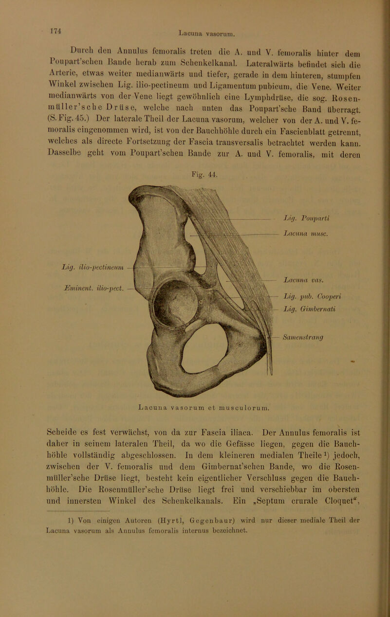 Lacuna vasorum. Durch den Animlus femoralis treten die A. und V. femoralis hinter dem Winkel zwischen Lig. ilio-pectineum und Ligamentum pubicum, die Vene. Weiter medianwärts von der Vene liegt gewöhnlich eine Lymphdrüse, die sog. Rosen- mül ler’sche Drüse, welche nach unten das Poupart’sche Band überragt. (S.big.45.) Der laterale Theil der Lacuna vasorum, welcher von der A. und V. fe- moralis eingenommen wird, ist von der Bauchhöhle durch ein Fascienblatt getrennt, Dasselbe geht vom Poupart’schen Bande zur A. und V. femoralis, mit deren Scheide es fest verwächst, von da zur Fascia iliaca. Der Annulus femoralis ist daher in seinem lateralen Theil, da wo die Gefässe liegen, gegen die Bauch- höhle vollständig abgeschlossen. In dem kleineren medialen TheileJ) jedoch, zwischen der V. femoralis und dem Giuibernat’schen Bande, wo die Rosen- miiller’sche Drüse liegt, besteht kein eigentlicher Verschluss gegen die Bauch- höhle. Die Rosenmüller’sche Drüse liegt frei und verschiebbar im obersten und innersten Winkel des Schenkelkanals. Ein „Septum crurale Cloquet“, 1) Von einigen Autoren (Hyrtl, Gegenbaur) wird nur dieser mediale Theil der Lacuna vasorum als Annulus femoralis internus bezeichnet. , gerade in dem hinteren, stumpfen welches als directe Fortsetzung der Fascia trausversalis betrachtet werden kann. Fig. 44. Lig. ilio-pectineum Eminent, ilio-pcct. Samenstrang Lig. Pouparti Lacuna musc. Lig. puh. Oooperi Lig. Gimbernati Lacuna vas. Lacuna vasorum et musculorum.