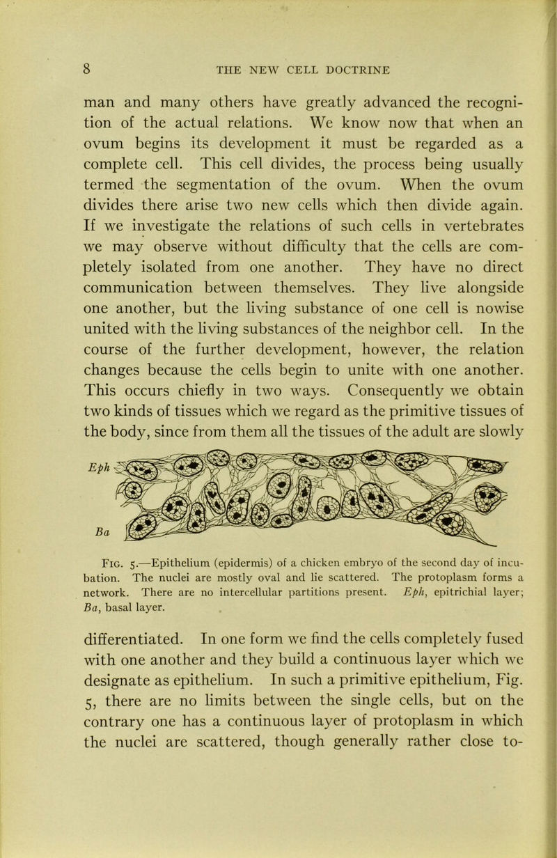 man and many others have greatly advanced the recogni- tion of the actual relations. We know now that when an ovum begins its development it must be regarded as a complete cell. This cell divides, the process being usually termed the segmentation of the ovum. When the ovum divides there arise two new cells which then divide again. If we investigate the relations of such cells in vertebrates we may observe without difficulty that the cells are com- pletely isolated from one another. They have no direct communication between themselves. They live alongside one another, but the living substance of one cell is nowise united with the living substances of the neighbor cell. In the course of the further development, however, the relation changes because the cells begin to unite with one another. This occurs chiefly in two ways. Consequently we obtain two kinds of tissues which we regard as the primitive tissues of the body, since from them all the tissues of the adult are slowly Eph^ Ba Fig. 5.—Epithelium, (epidermis) of a chicken embryo of the second day of incu- bation. The nuclei are mostly oval and lie scattered. The protoplasm forms a network. There are no intercellular partitions present. Eph, epitrichial layer; Ba, basal layer. differentiated. In one form we find the cells completely fused with one another and they build a continuous layer which we designate as epithelium. In such a primitive epithelium. Fig. 5, there are no limits between the single cells, but on the contrary one has a continuous layer of protoplasm in which the nuclei are scattered, though generally rather close to-