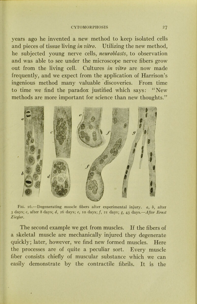 years ago he invented a new method to keep isolated cells and pieces of tissue living in vitro. Utilizing the new method, he subjected young nerve cells, neuroblasts, to observation and was able to see under the microscope nerve fibers grow out from the living cell. Cultures in vitro are now made frequently, and we expect from the application of Harrison’s ingenious method many valuable discoveries. From time to time we find the paradox justified which says: ^^New methods are more important for science than new thoughts.” Fig. 16.—Degenerating muscle fibers after experimental injury, a, b, after 3 days; c, after 8 days; d, 26 days; e, 10 days;/, 21 days; g, 43 days.—After Ernst Ziegler. The second example we get from muscles. If the fibers of a skeletal muscle are mechanically injured they degenerate quickly; later, however, we find new formed muscles. Here the processes are of quite a peculiar sort. Every muscle fiber consists chiefly of muscular substance which we can easily demonstrate by the contractile fibrils. It is the